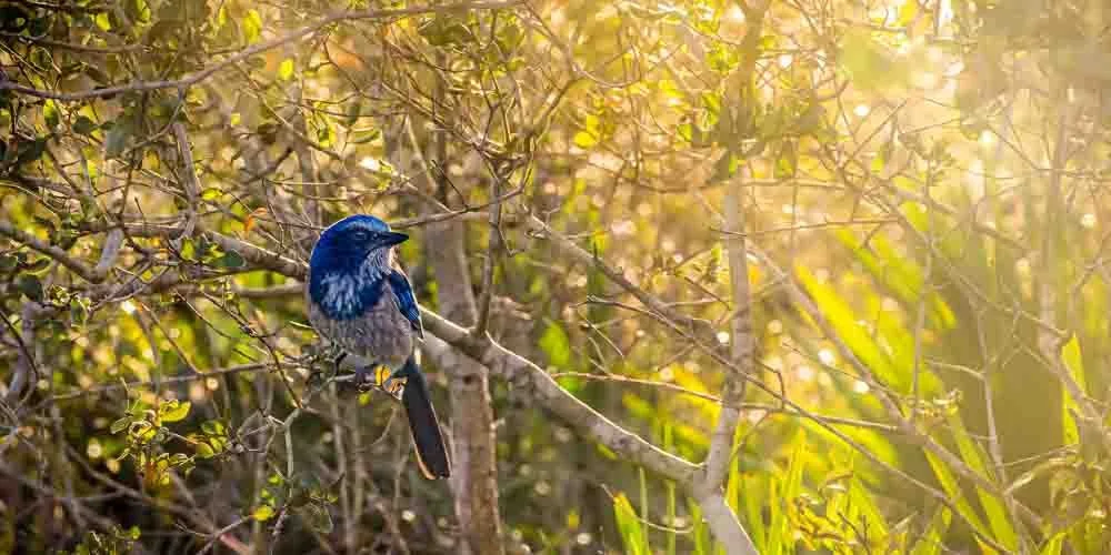 DWI_6065-Edit-A Feathery Connection- Bluebird Serendipity.jpg