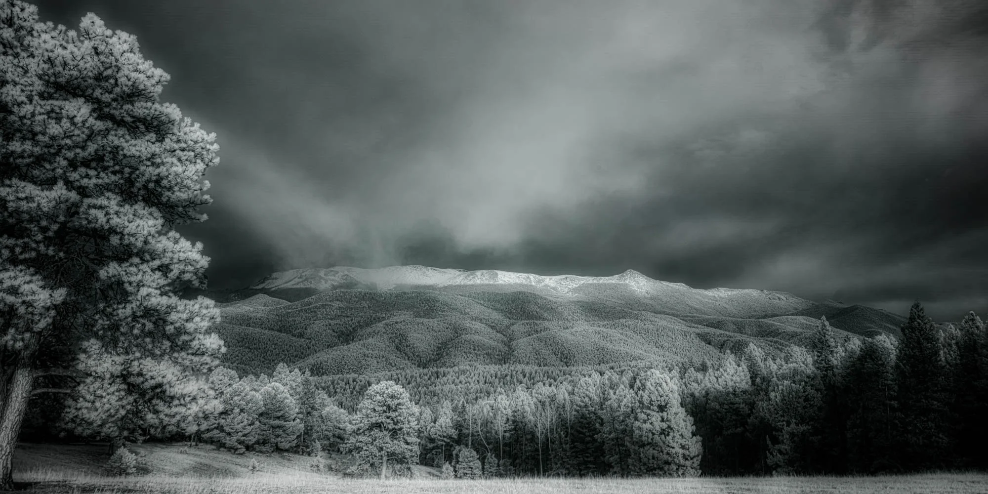Infrared landscape photograph of Colorado mountains beneath dramatic clouds, framed by pale trees and a dark evergreen forest.