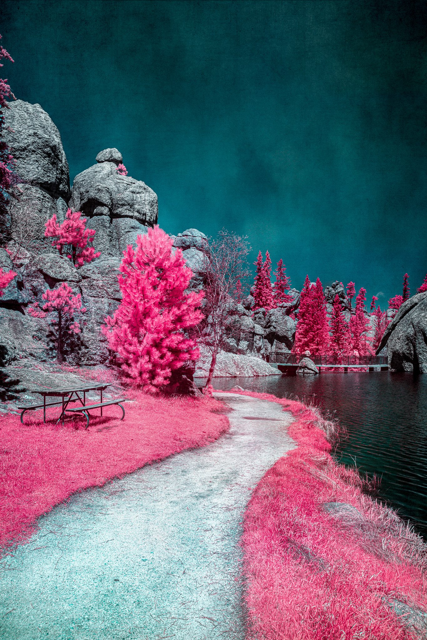 Color infrared photo of a winding path beside Sylvan Lake in Custer State Park, South Dakota with bright pink trees, granite boulders, and a blue-green sky.