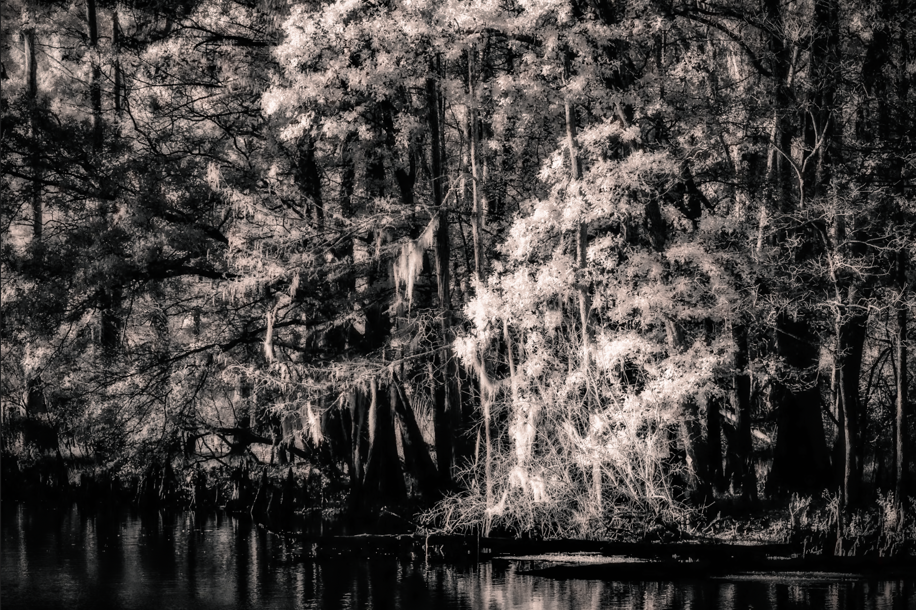 Understanding Infrared Photography: Beyond the Visible Spectrum