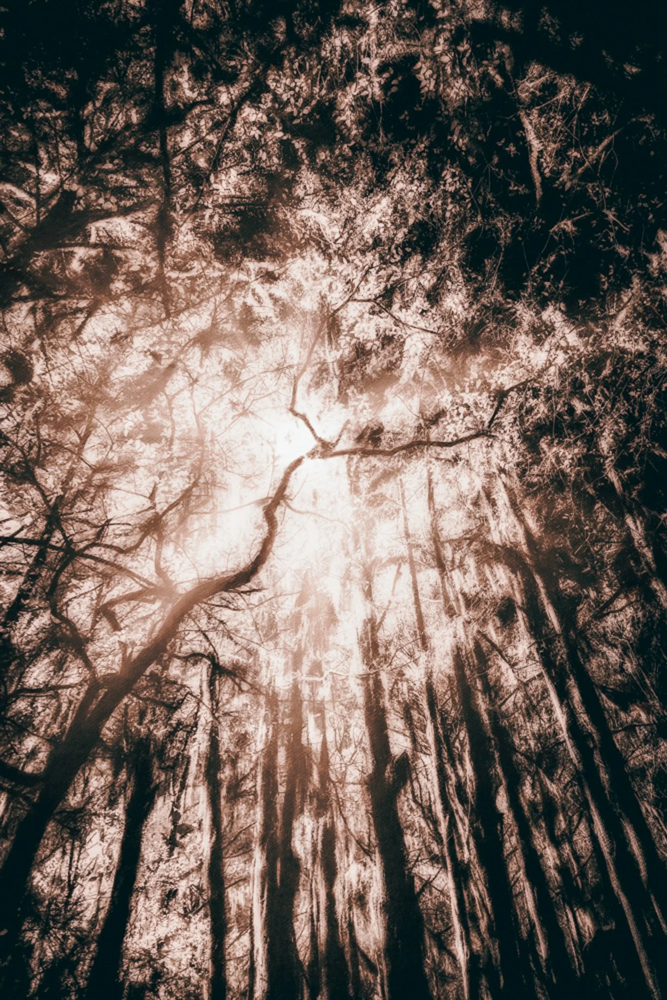 The Heart of the Canopy