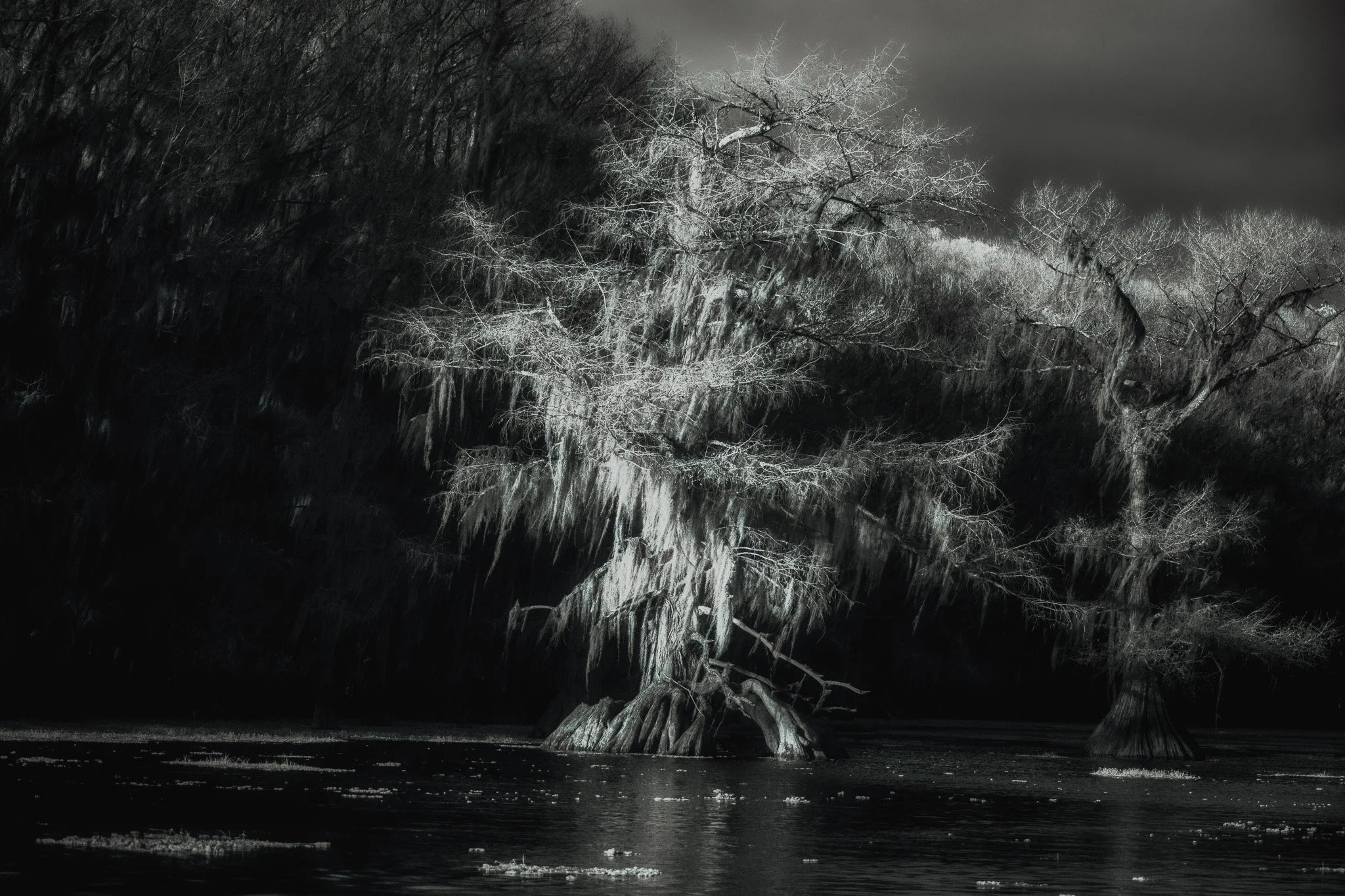 Black and white photograph of a glowing cypress tree draped in Spanish moss standing in the still waters of Caddo Lake, surrounded by dark forest.