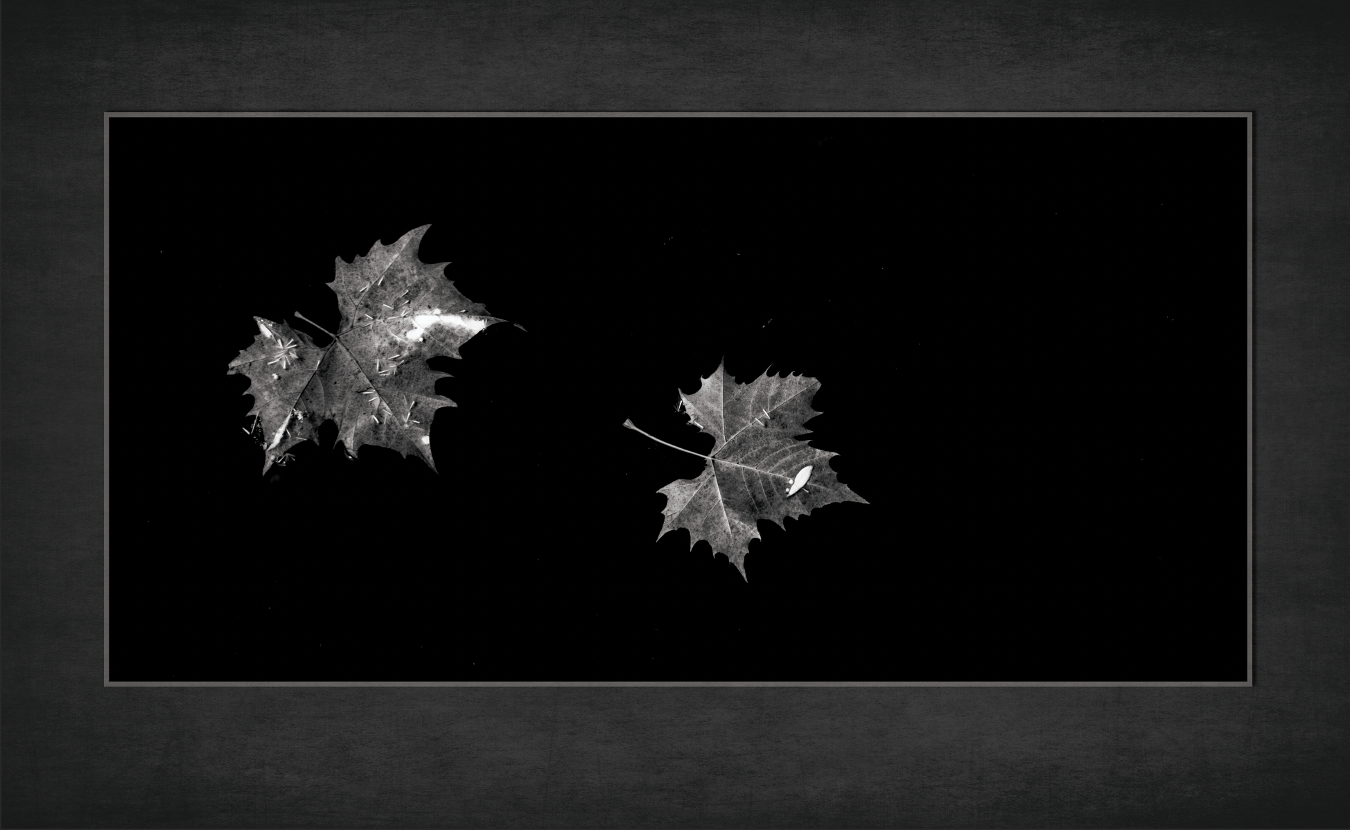 The Pond That Turned to Night.