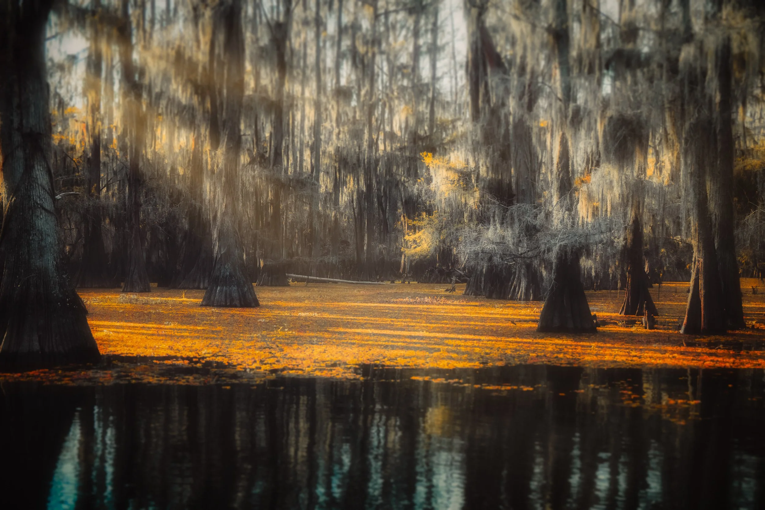 Understanding Infrared Photography: Beyond the Visible Spectrum