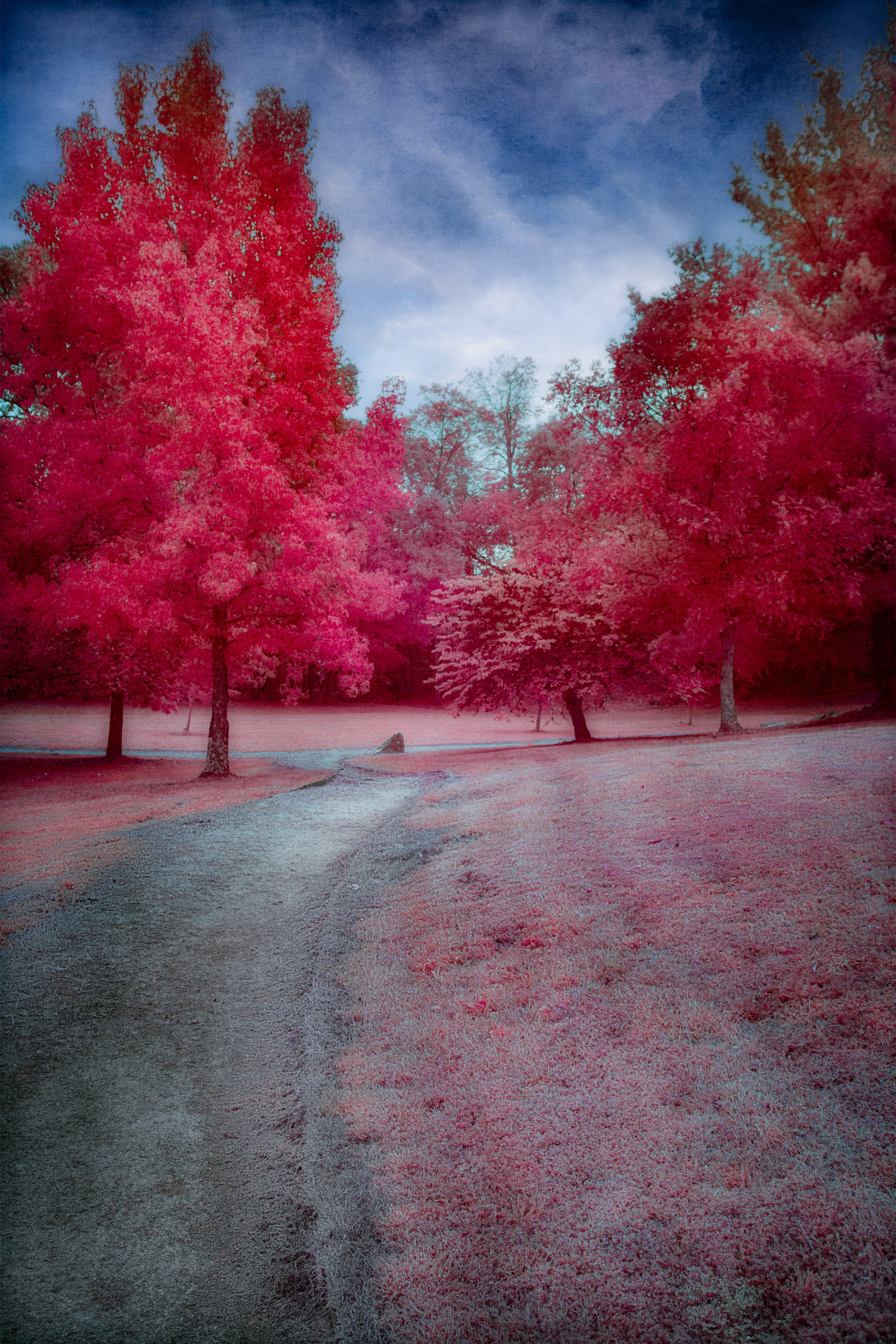Where the Pink Light Falls