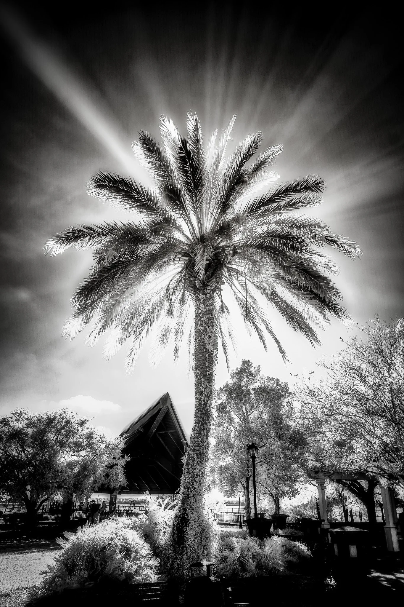 Black and white fine art photograph of a lone palm tree with the sun radiating through its fronds, creating a halo effect in a park in St. Marys, Georgia.