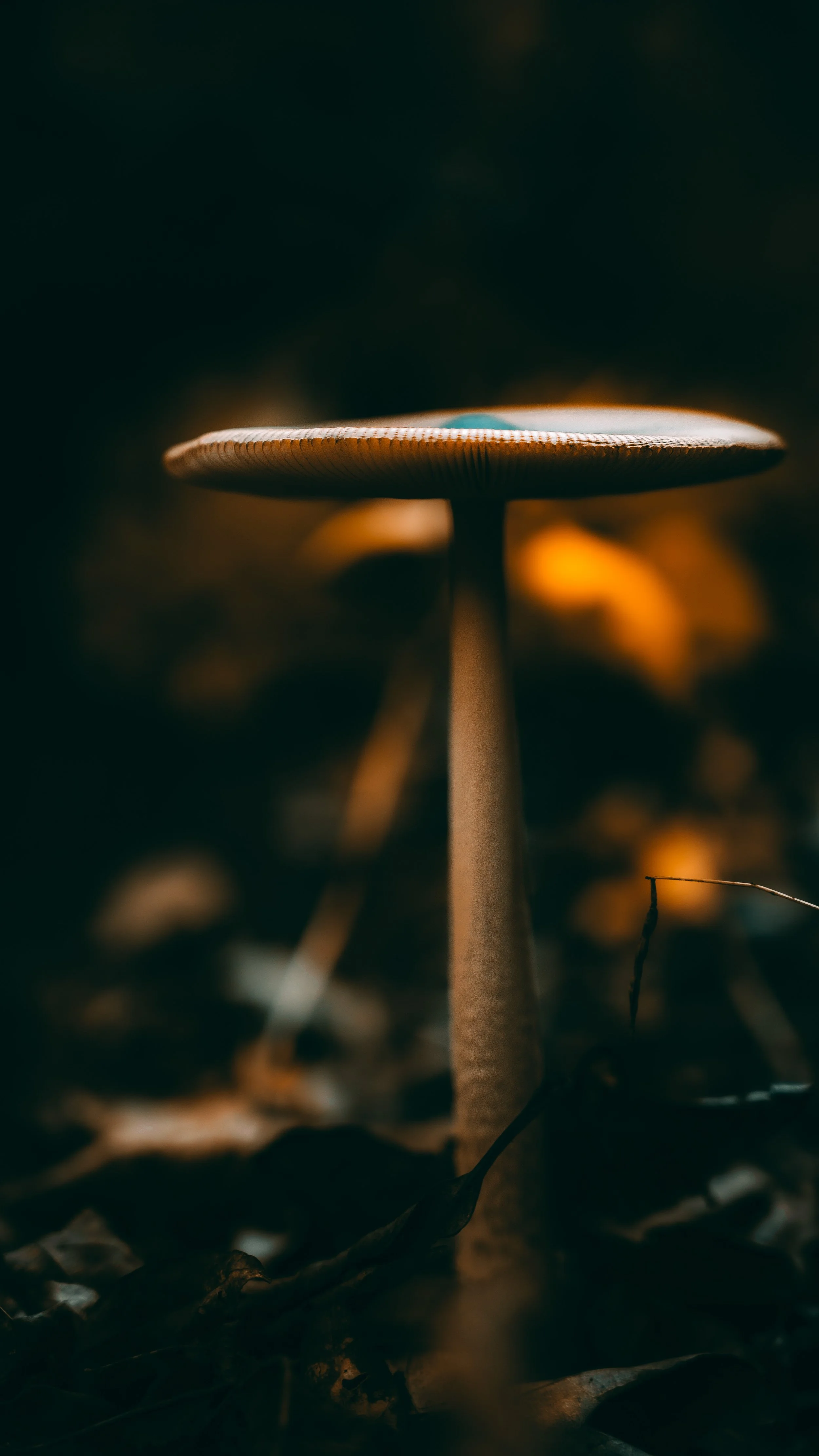 Woodland Wonders