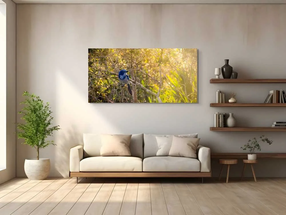 dwi_6065-edit-a feathery connection- bluebird serendipity-full.jpg