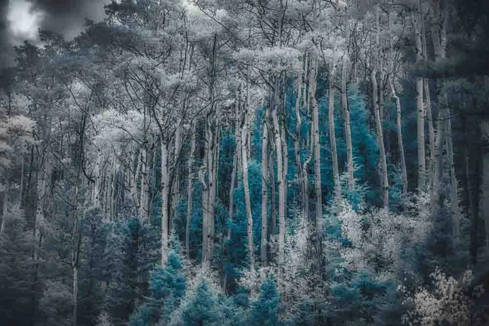 Ethereal Blue Amidst Monochrome Forest