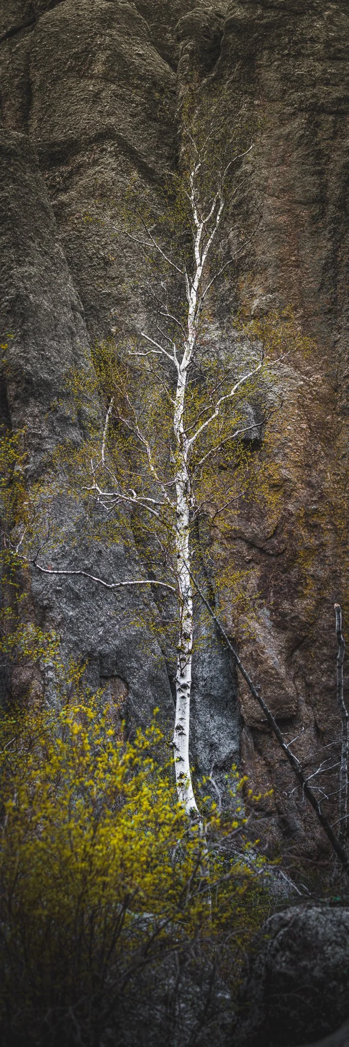 Photo of a tall white aspen tree with fresh spring leaves growing against a rugged granite rock wall near Sylvan Lake in Custer State Park, South Dakota.