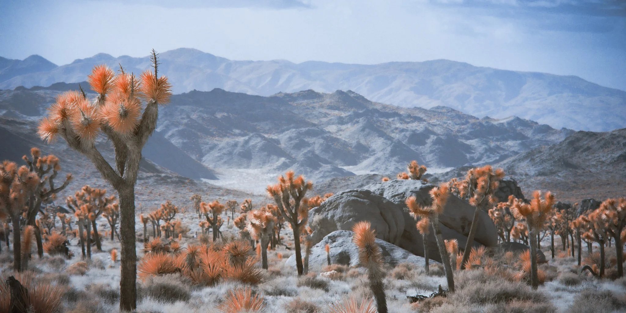 Desert's Spiky Palette