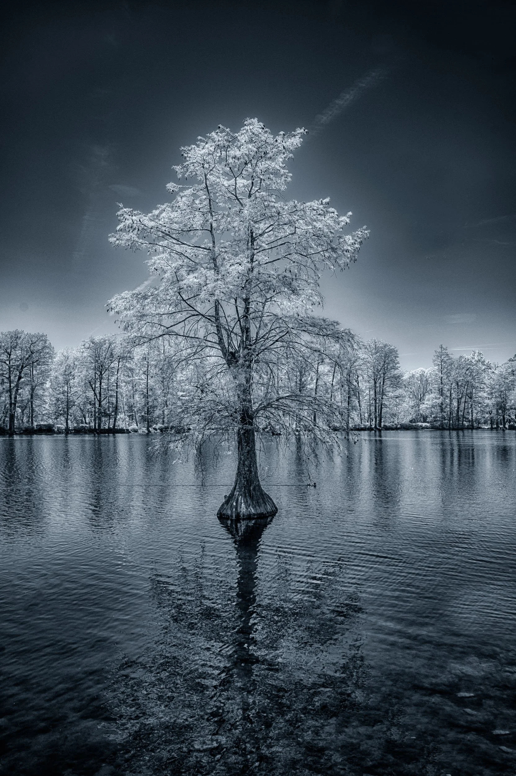 Lone Sentinel - A frosty feel to a spring day captured in infrared at Swan Lake Iris Garden in Sumter South Carolina.