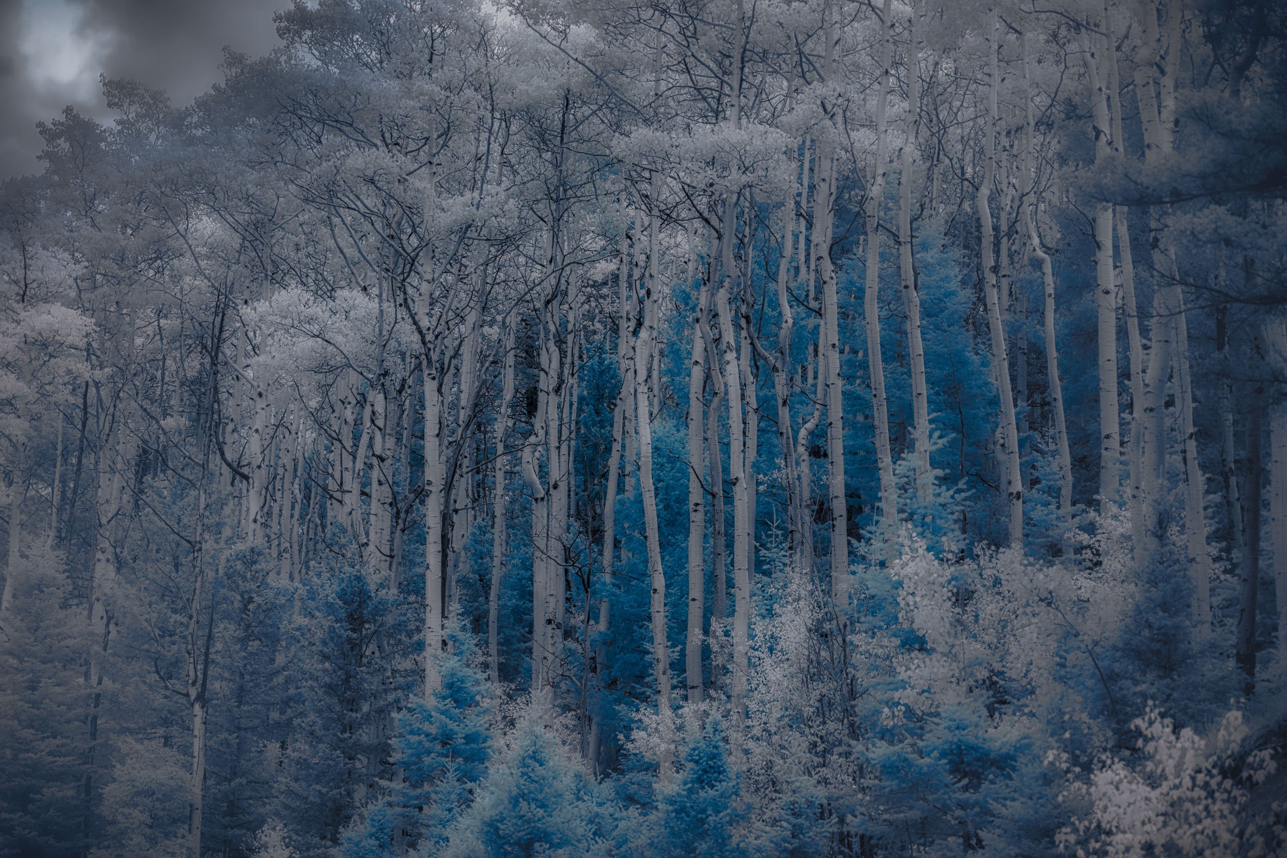 Ethereal Blue Amidst Monochrome Forest — Vibrant splashes of deep blue emerge from an otherwise muted, grayscale forest.