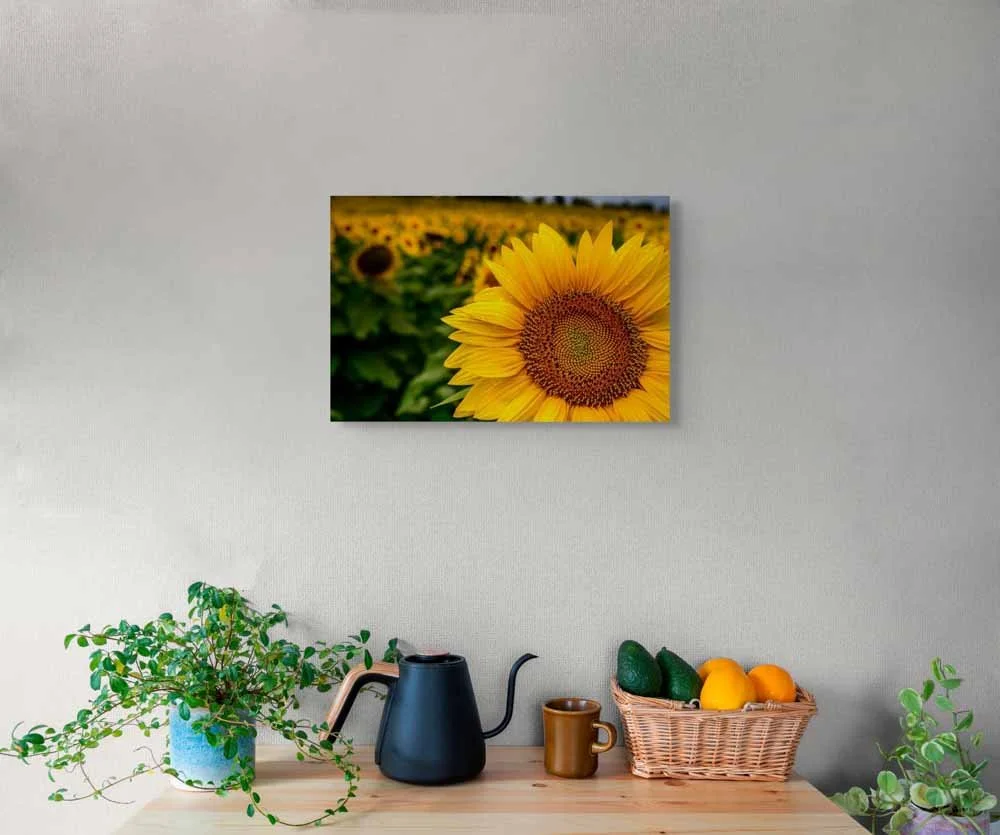 up6_5386-full (2).jpg