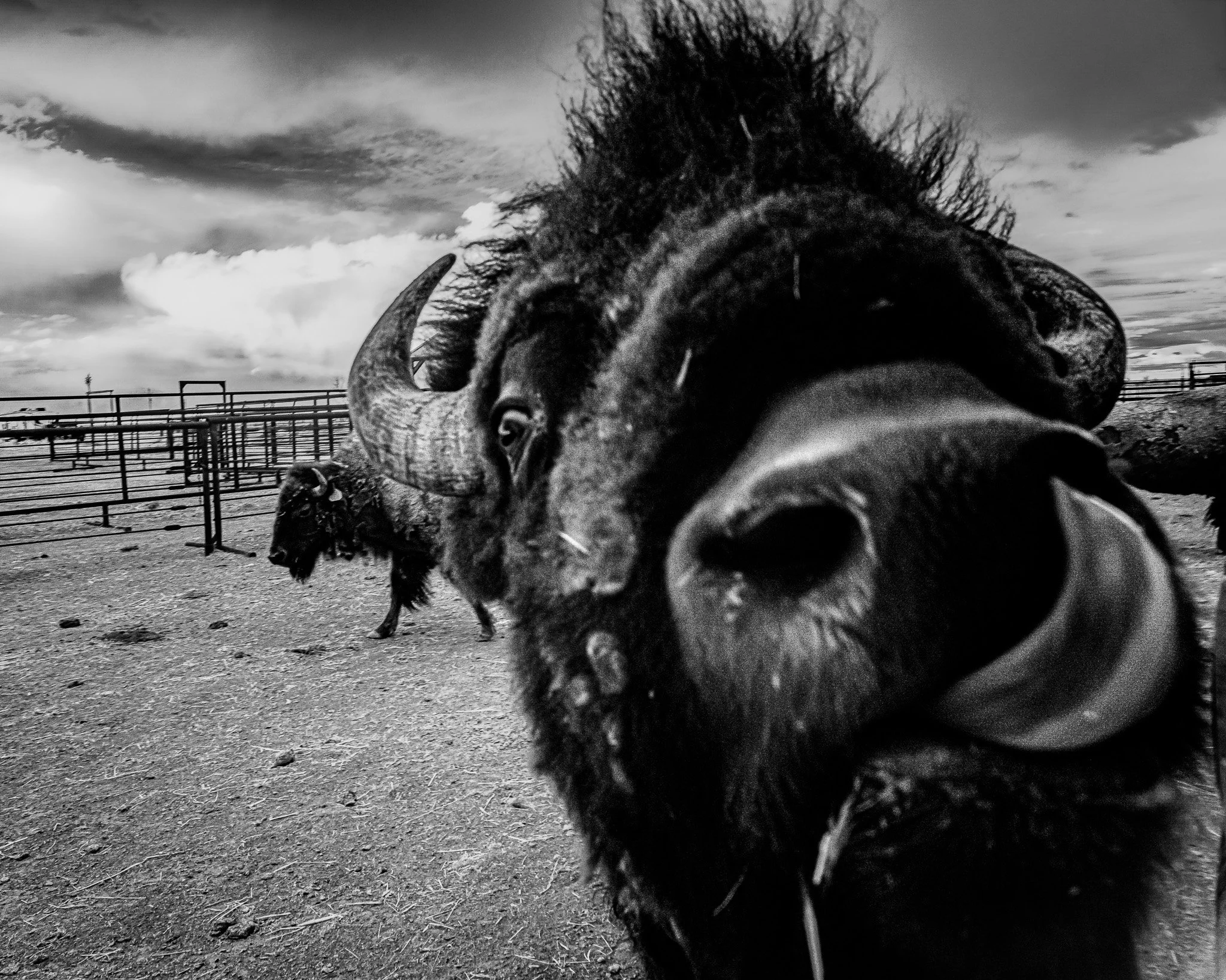 Hello! - Face to Face with a Bison