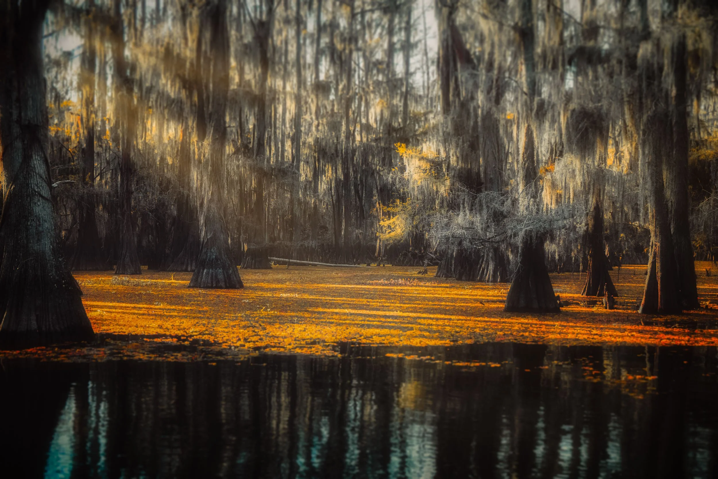 Amber Awakening — Golden light pools beneath ancient cypress trees, their forms doubled in still swamp water.