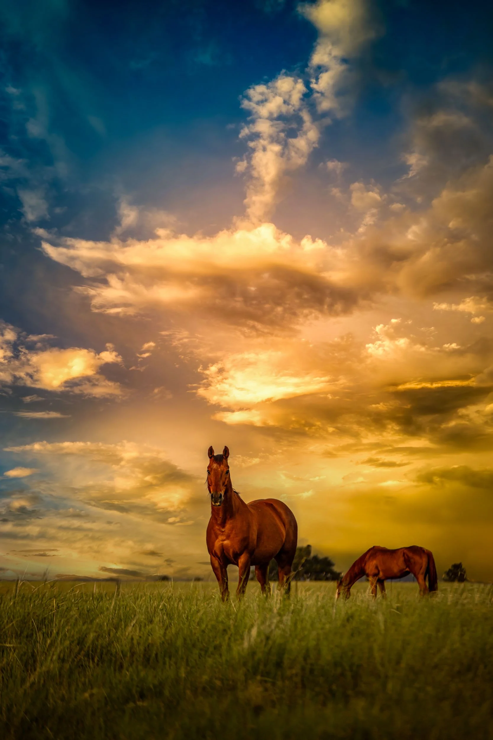We Call Him Ernie — A curious horse stands silhouetted against a Montana sunset, an unlikely friendship formed at a Billings ranch.