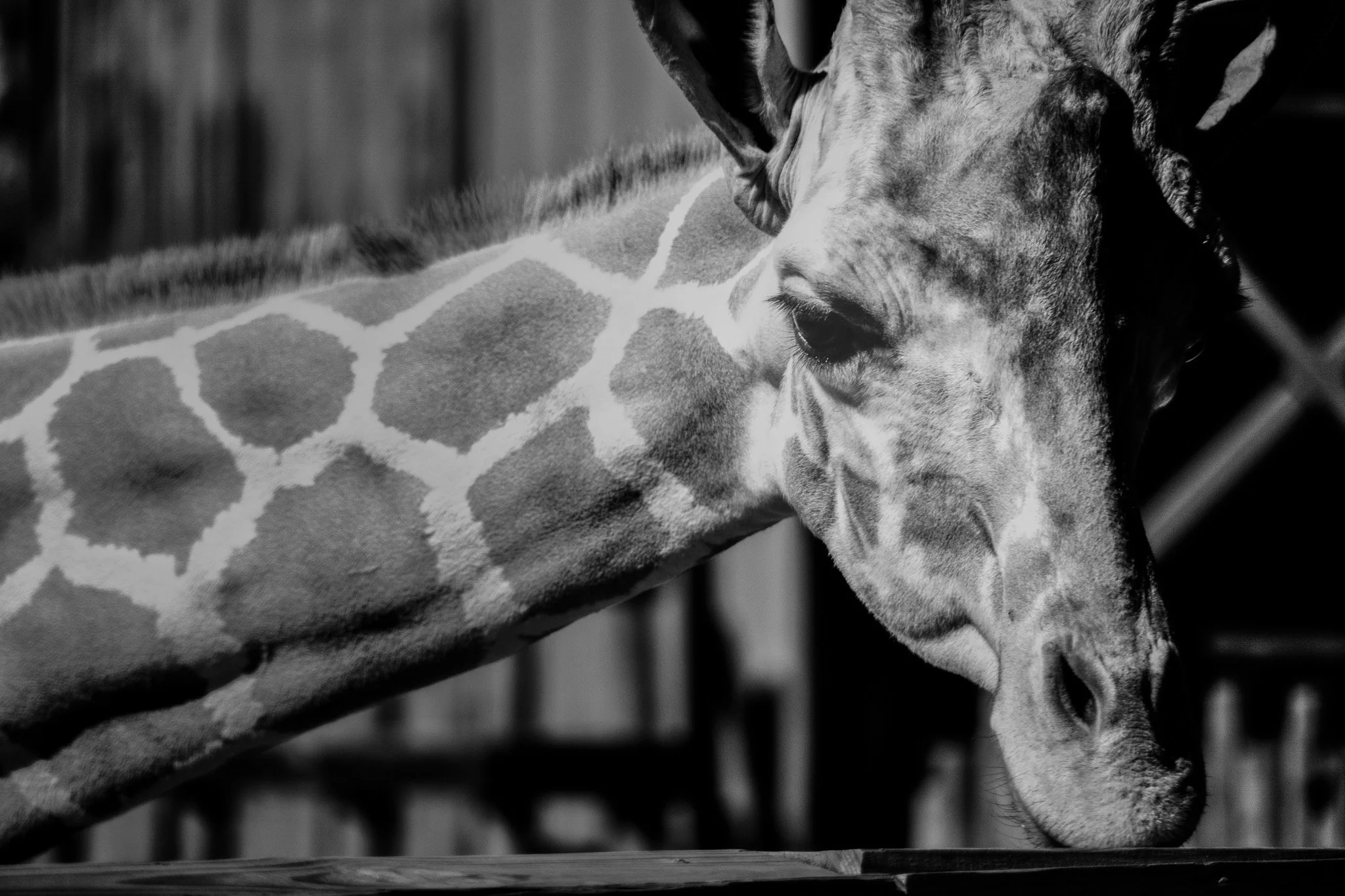 Black and white close-up of a giraffe bending down to drink, showing patterned neck and face with soft background blur