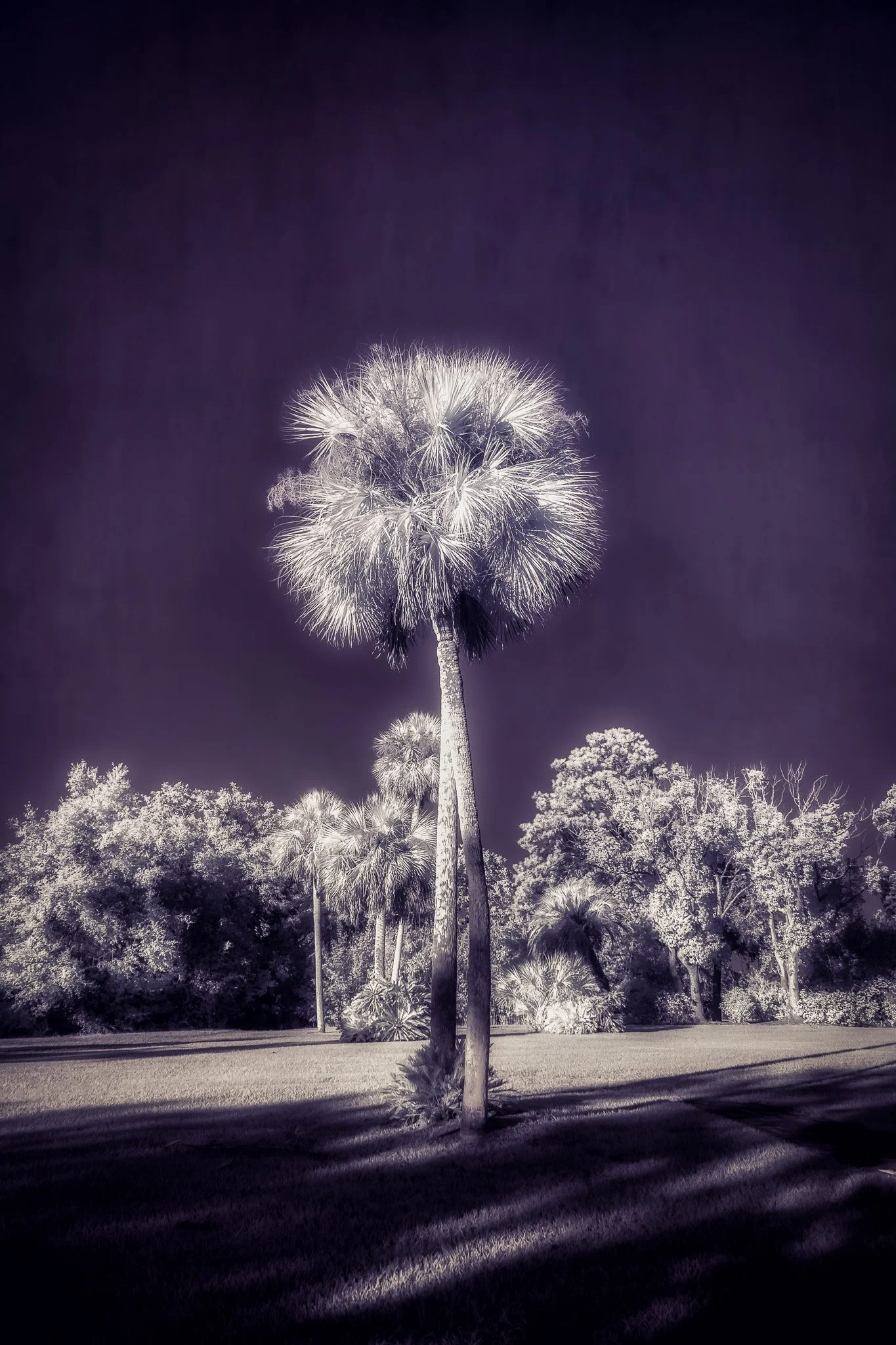Black and white infrared image of a landscape with tall palm trees and other trees beneath a dark sky.