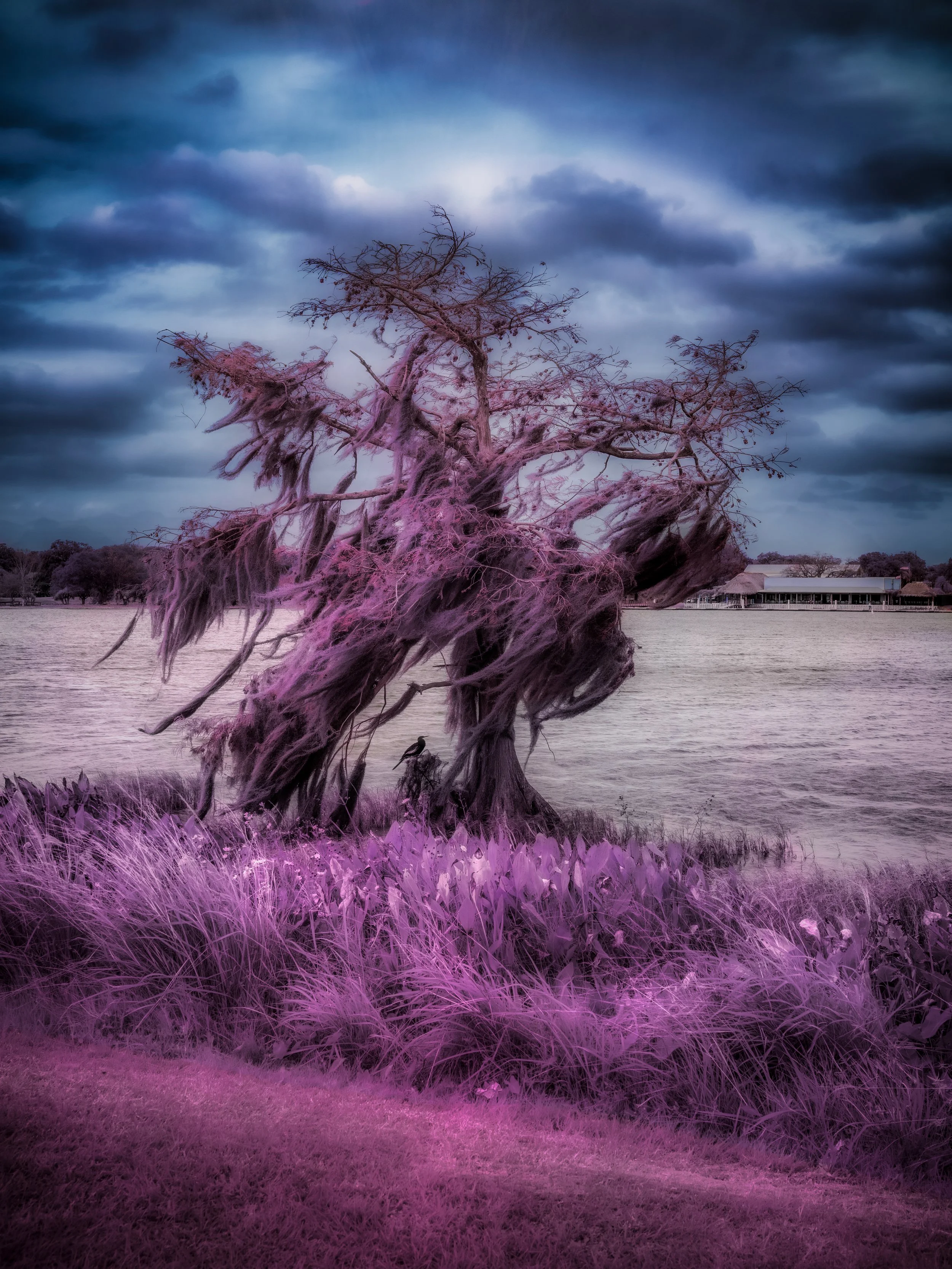 Purple Shelter