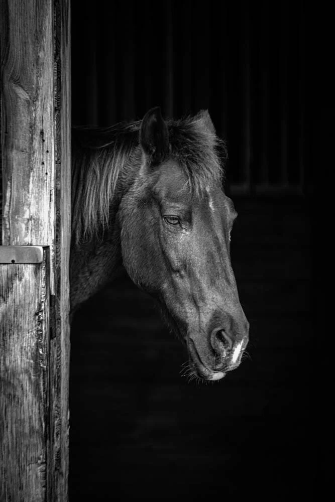 DWI_6335- Whispers of Equine Solitude- A Sojourn into Florida's Horse Farm Serenity.jpg