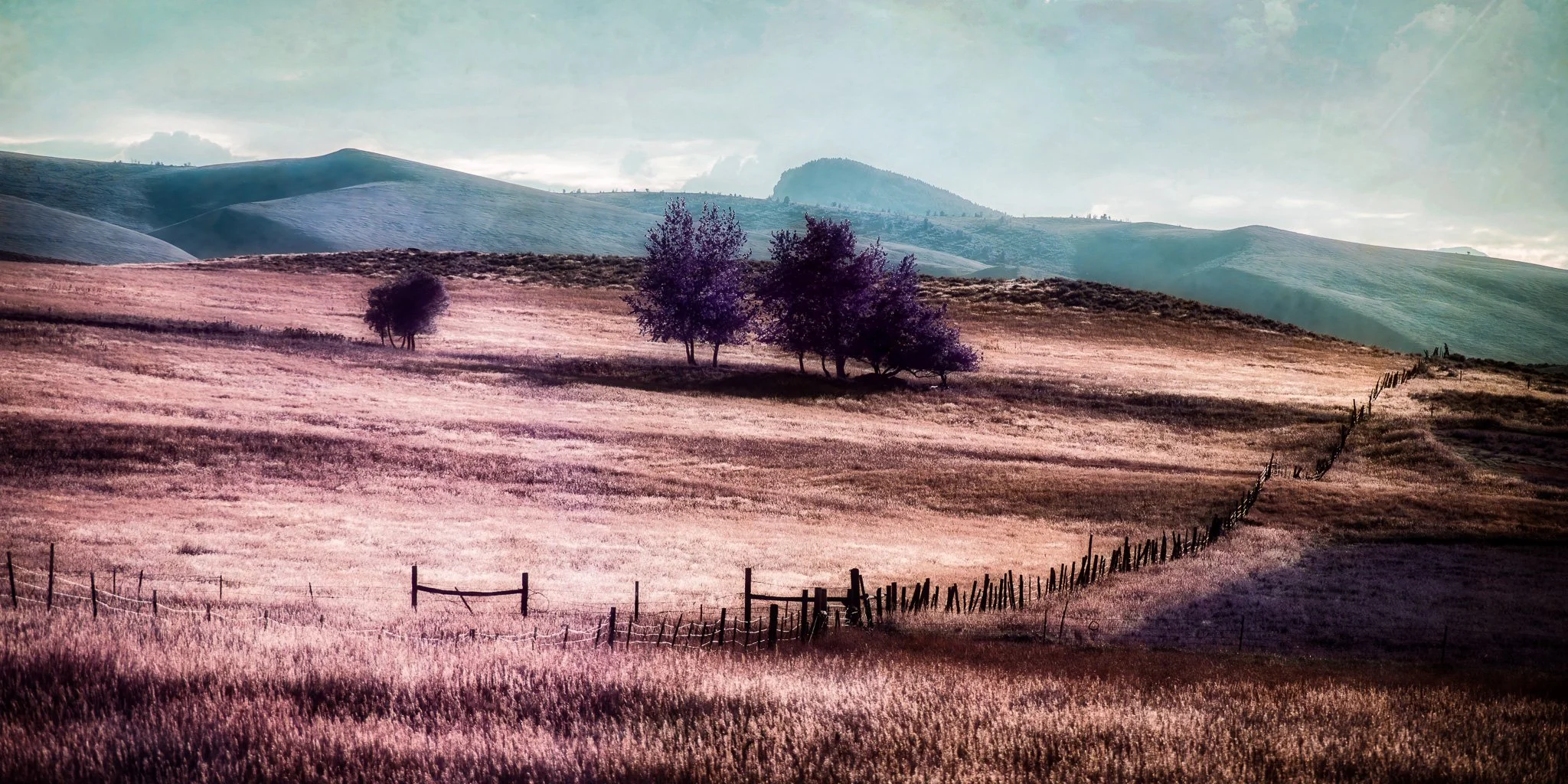 Lavender Dreams of the High Plains