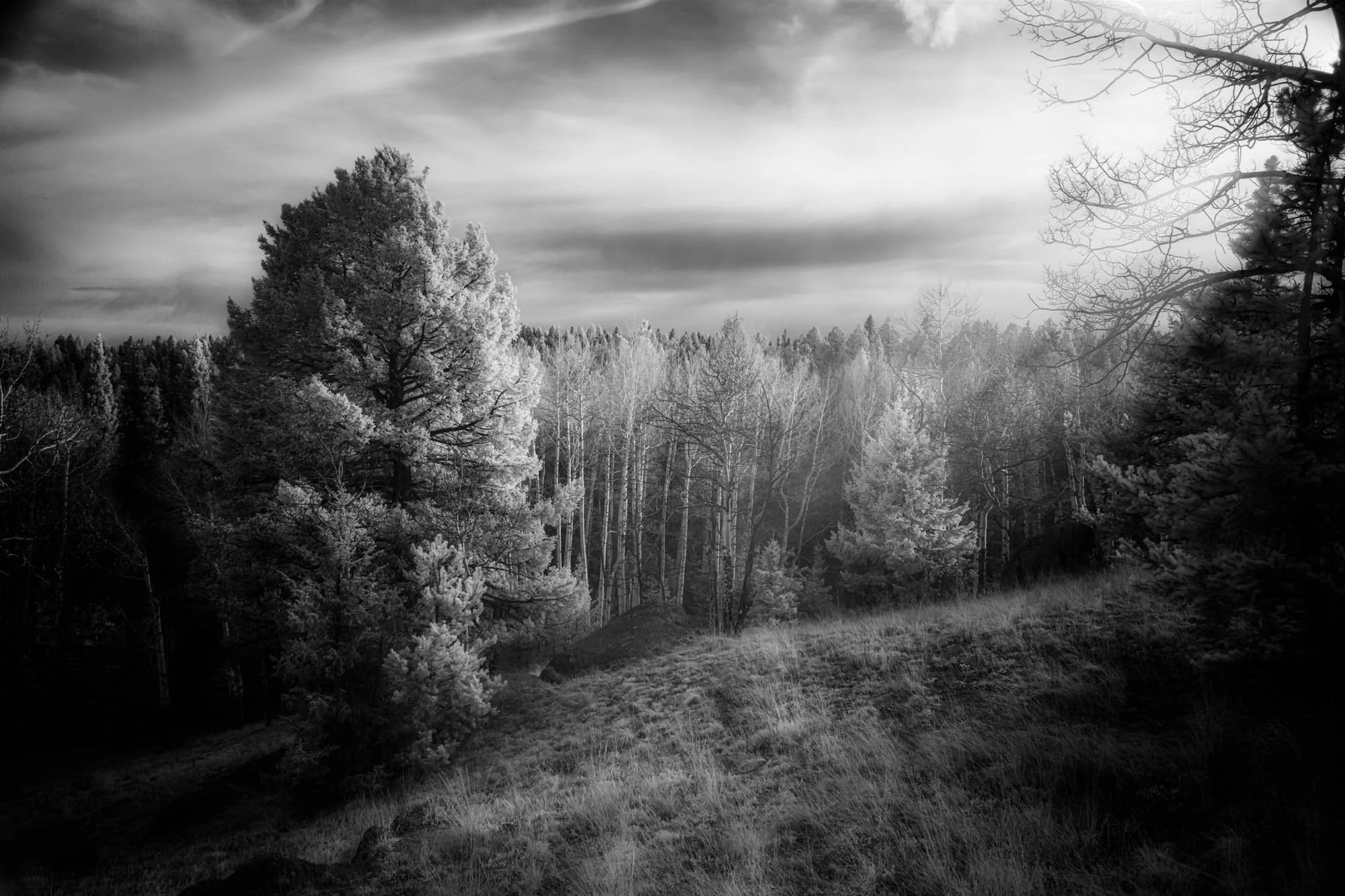 Black-and-white infrared photograph of an aspen meadow and mountain landscape beneath luminous clouds.