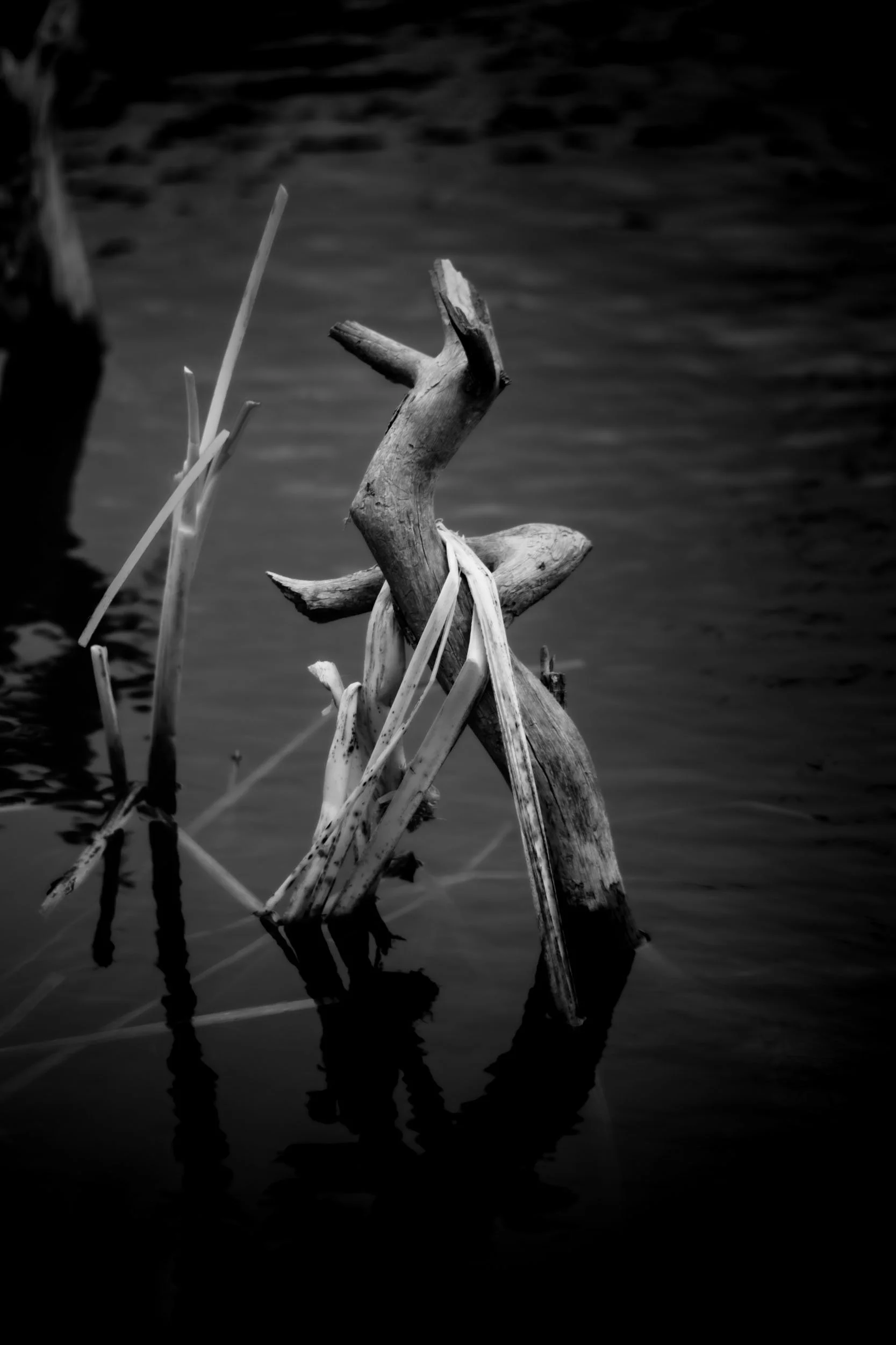 Sylvan's Skeleton Waltz — A weathered branch and a lone reed cling together on Sylvan Lake, captured in black and white infrared.