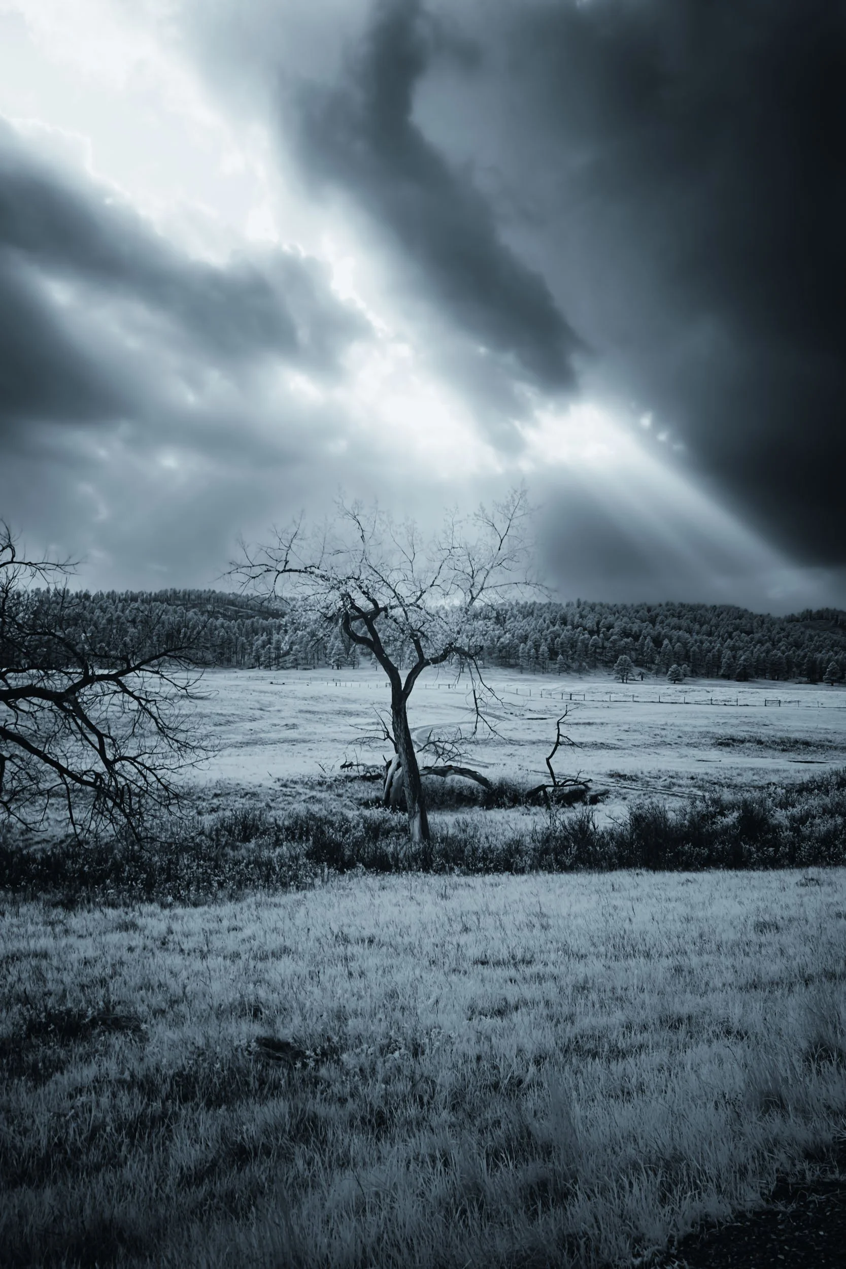 Solace in Solitude — A solitary leafless tree reaches skyward as light breaks through heavy clouds, rendered in monochromatic blue.