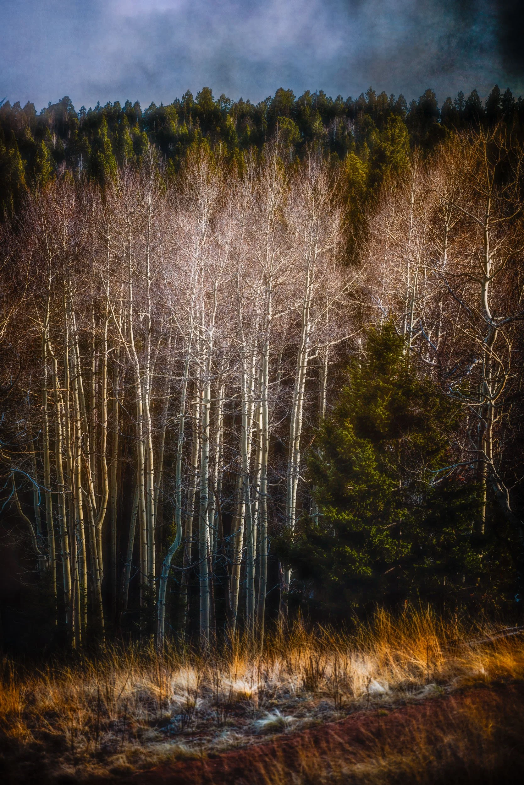 Whispers of Fall — Groves of aspen ablaze with autumn gold at Mueller State Park, Colorado.
