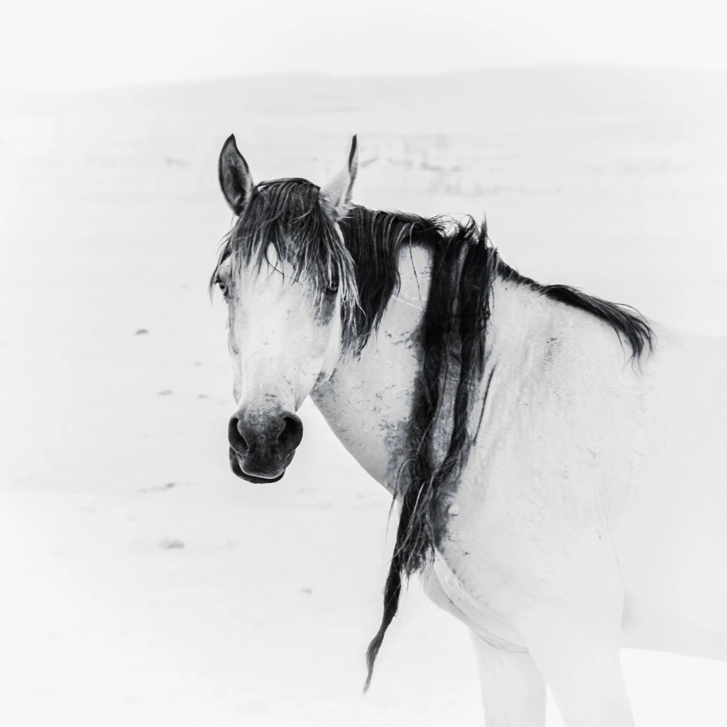 Wild Horse Dreadlocks — Nature's Rebel — A wild horse's windswept mane tells of a life lived on his own terms across Wyoming's plains.