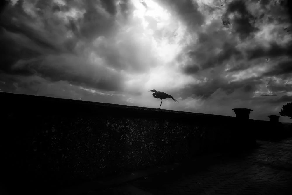 Rainy Day Stroll: Capturing Serenity with a Silhouetted Bird in Saint Mary's Georgia