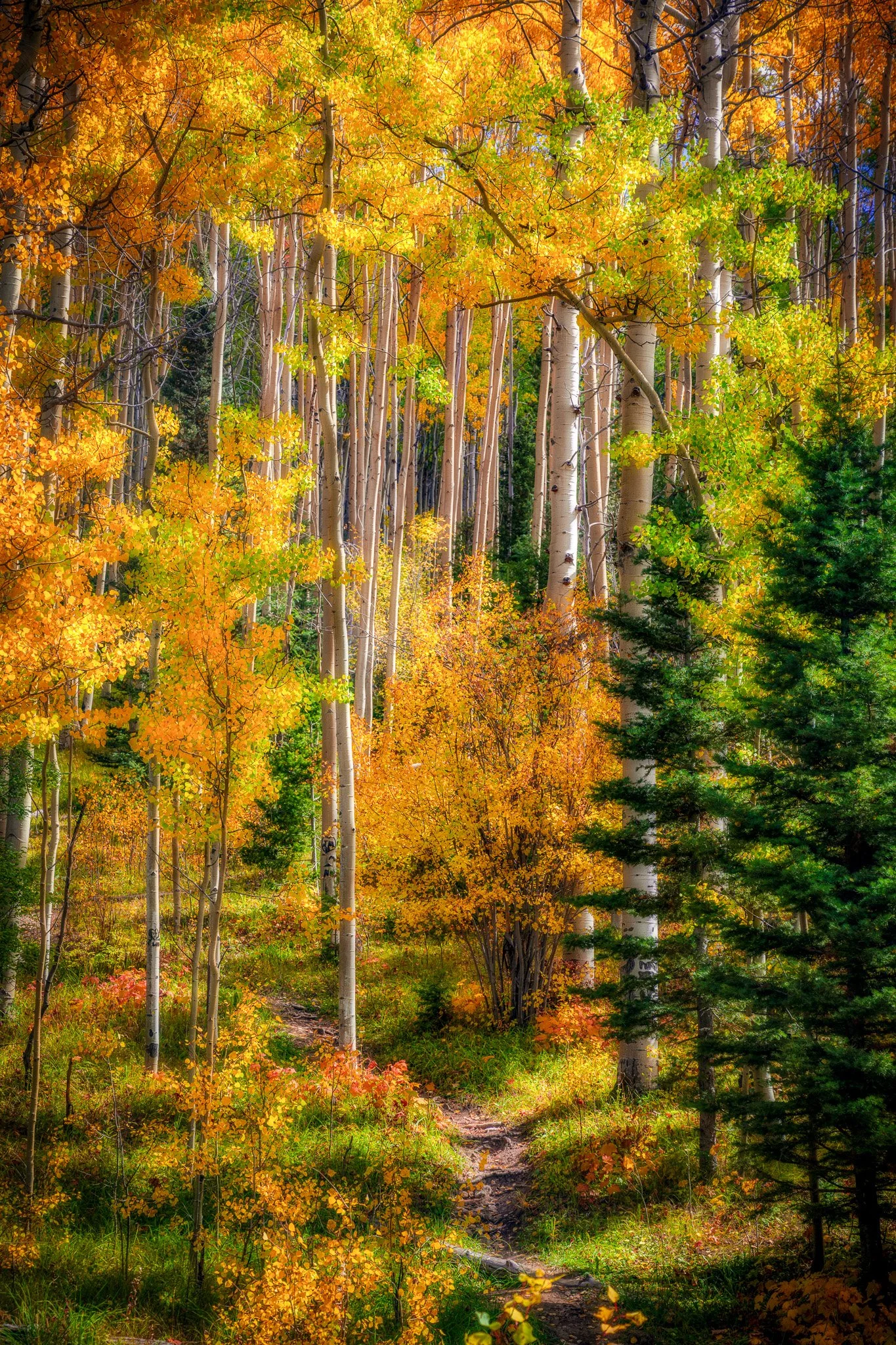 Elegy of Amber Leaves