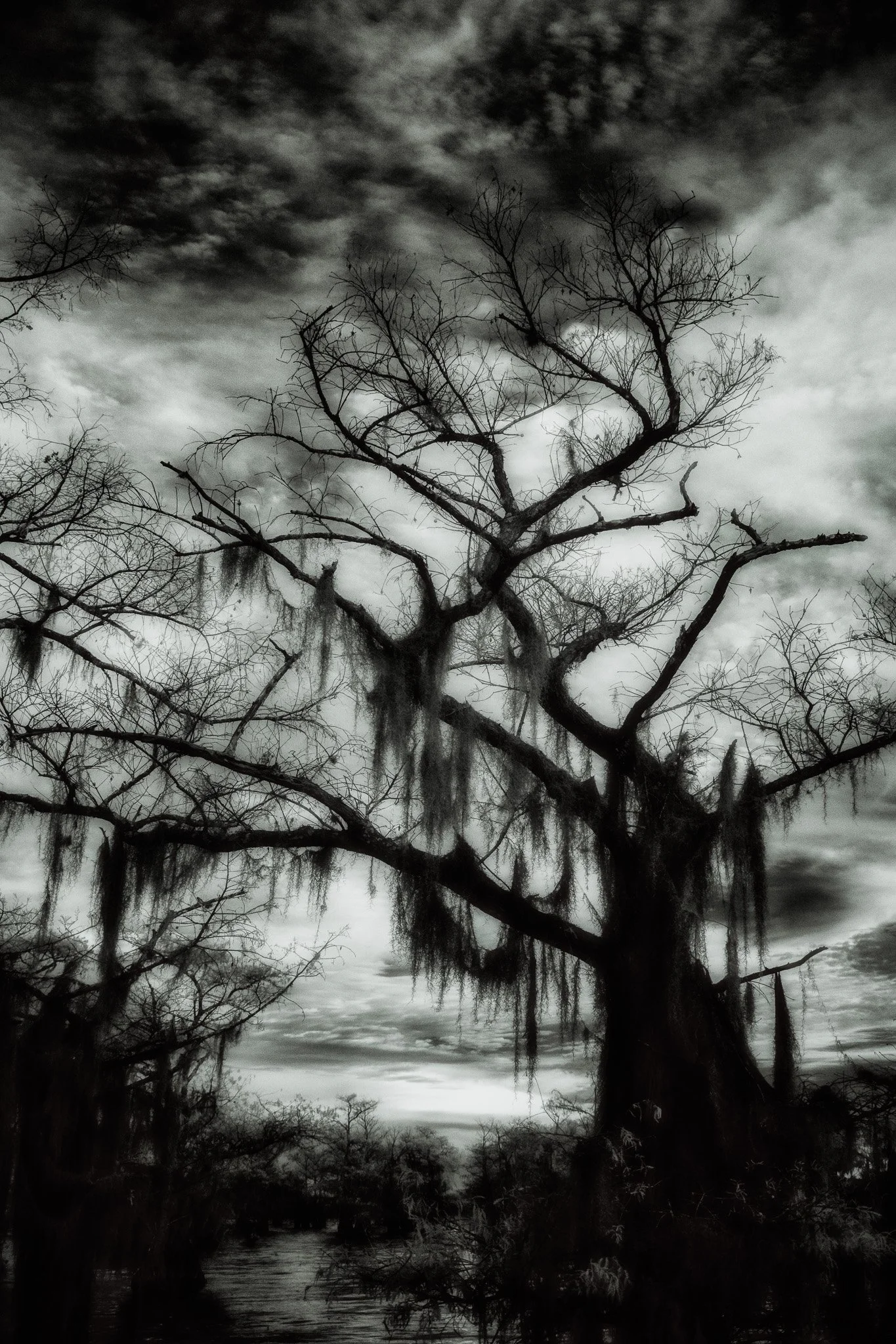 Black and white photo of a large cypress tree with Spanish moss hanging from bare branches over a swamp waterway under dramatic clouds.