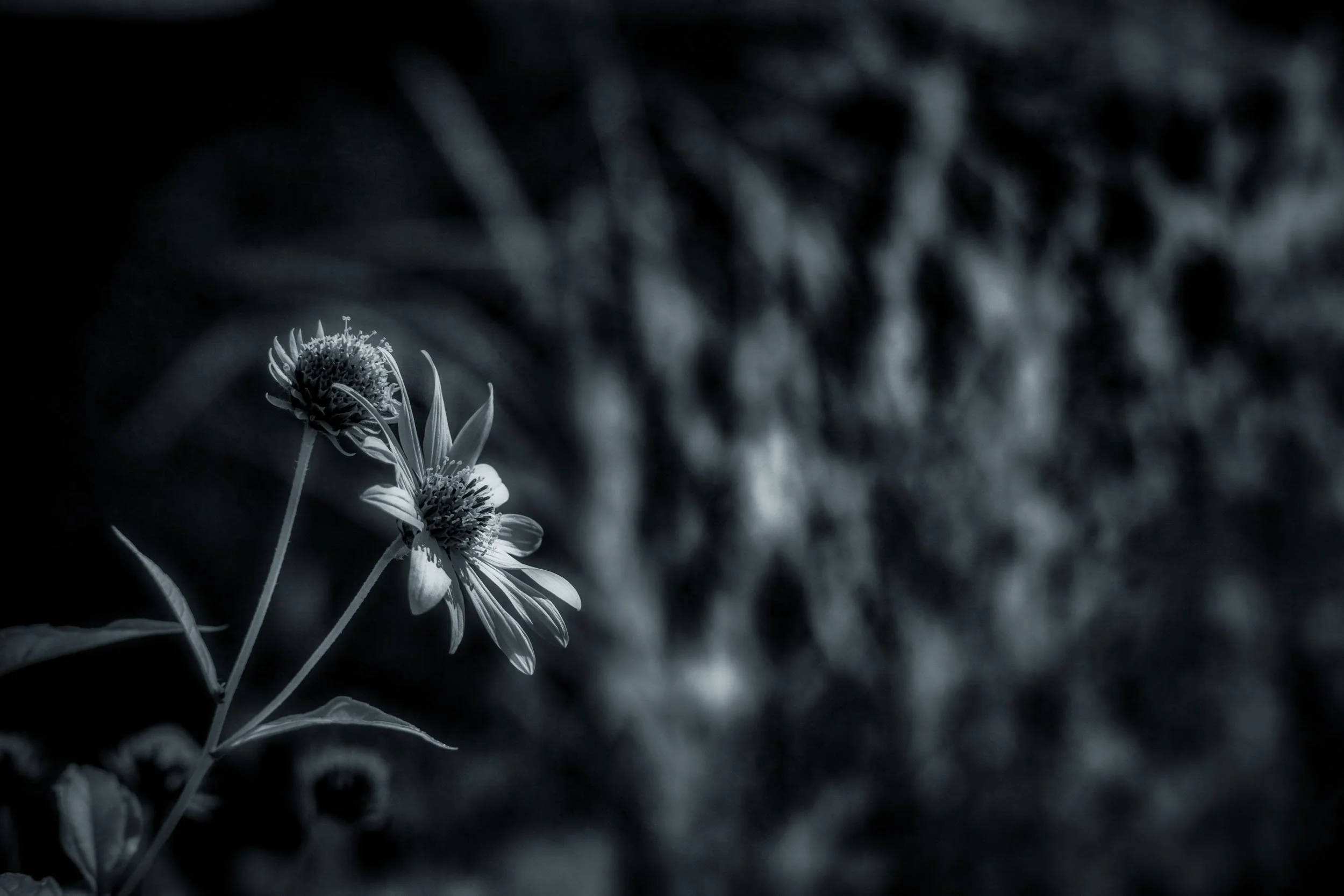 Quiet Bloom - A single wildflower leans into the frame, its petals catching soft light against a blurred, shadowed background — a small, solitary moment rendered in black and white infrared.