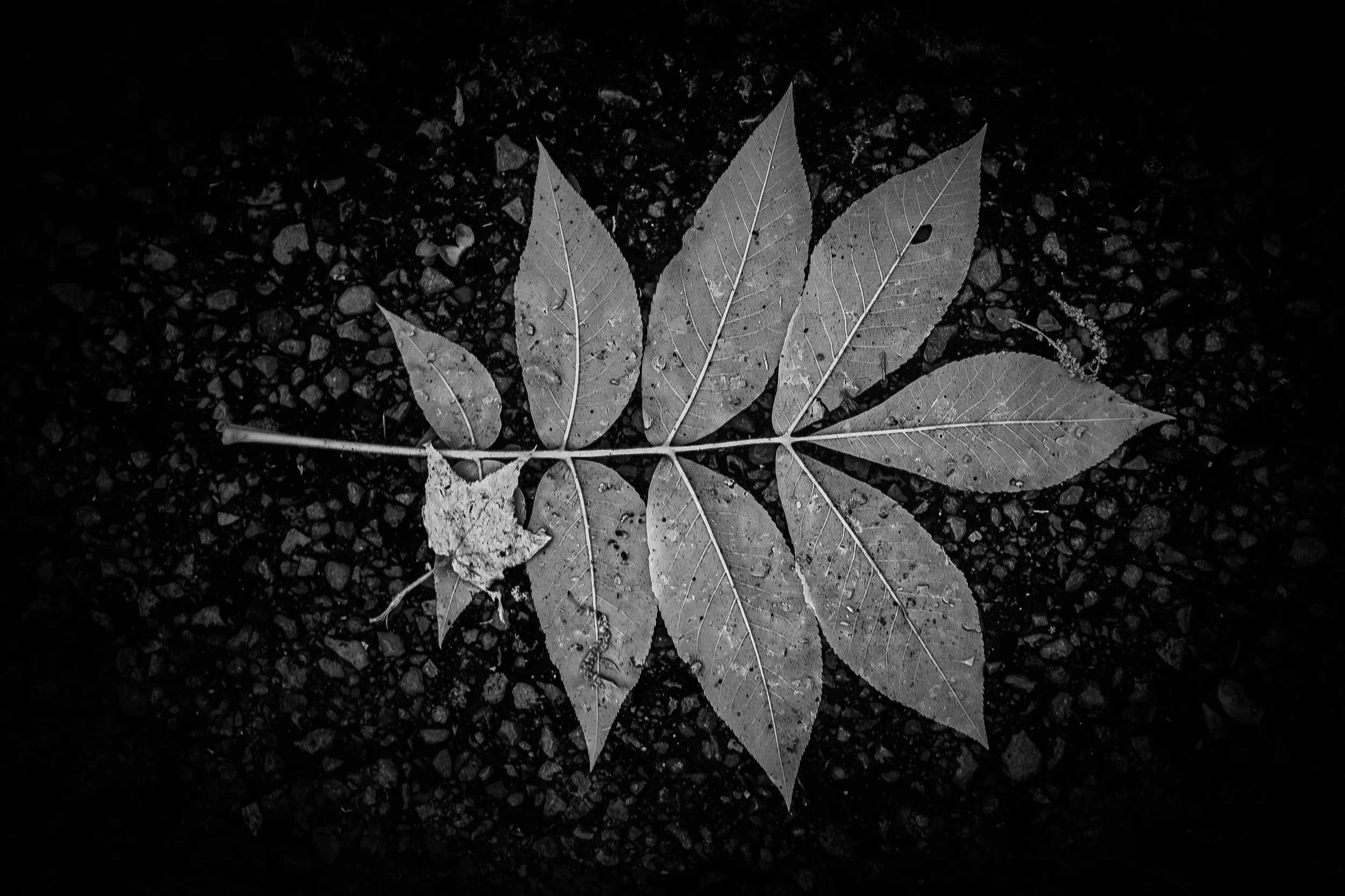 Nature's Blueprint