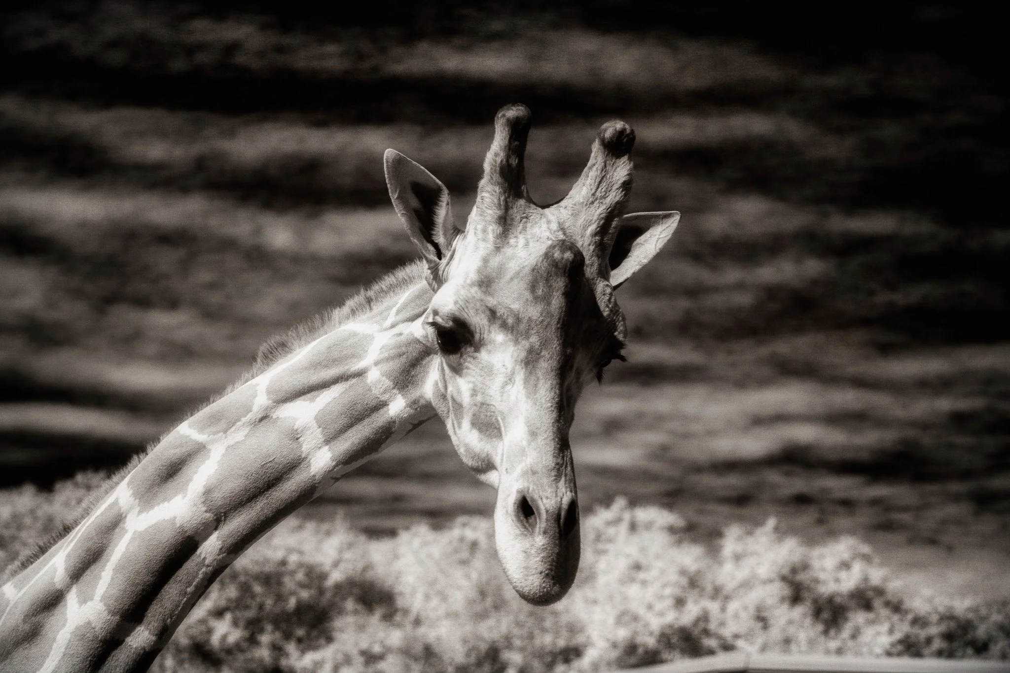 The Gentle Giant’s Gaze