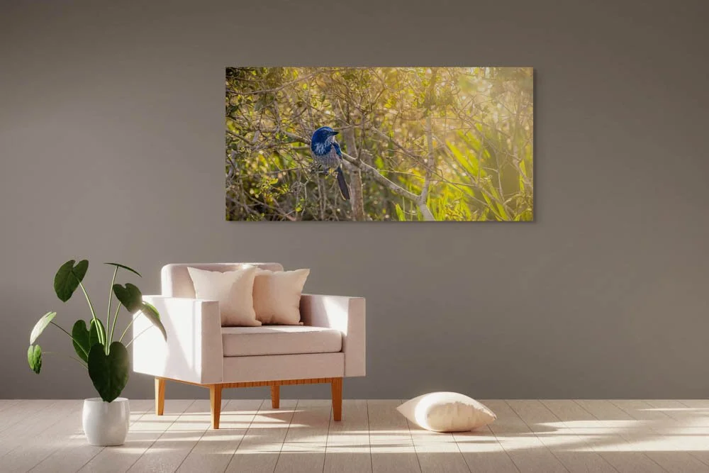 dwi_6065-edit-a feathery connection- bluebird serendipity-full (2).jpg