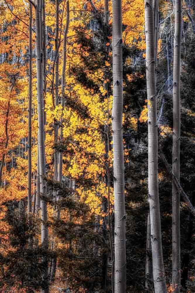 DWI_0281-222-Warmth Amidst the Shadows.jpg