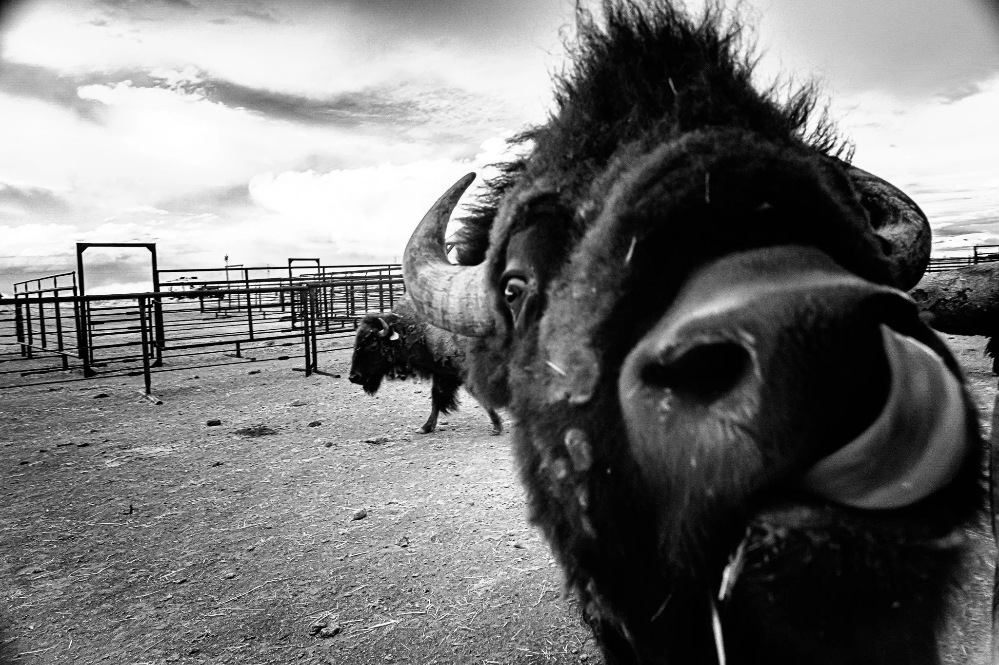 Hello! - Face to Face with a Bison | Carr, Colorado