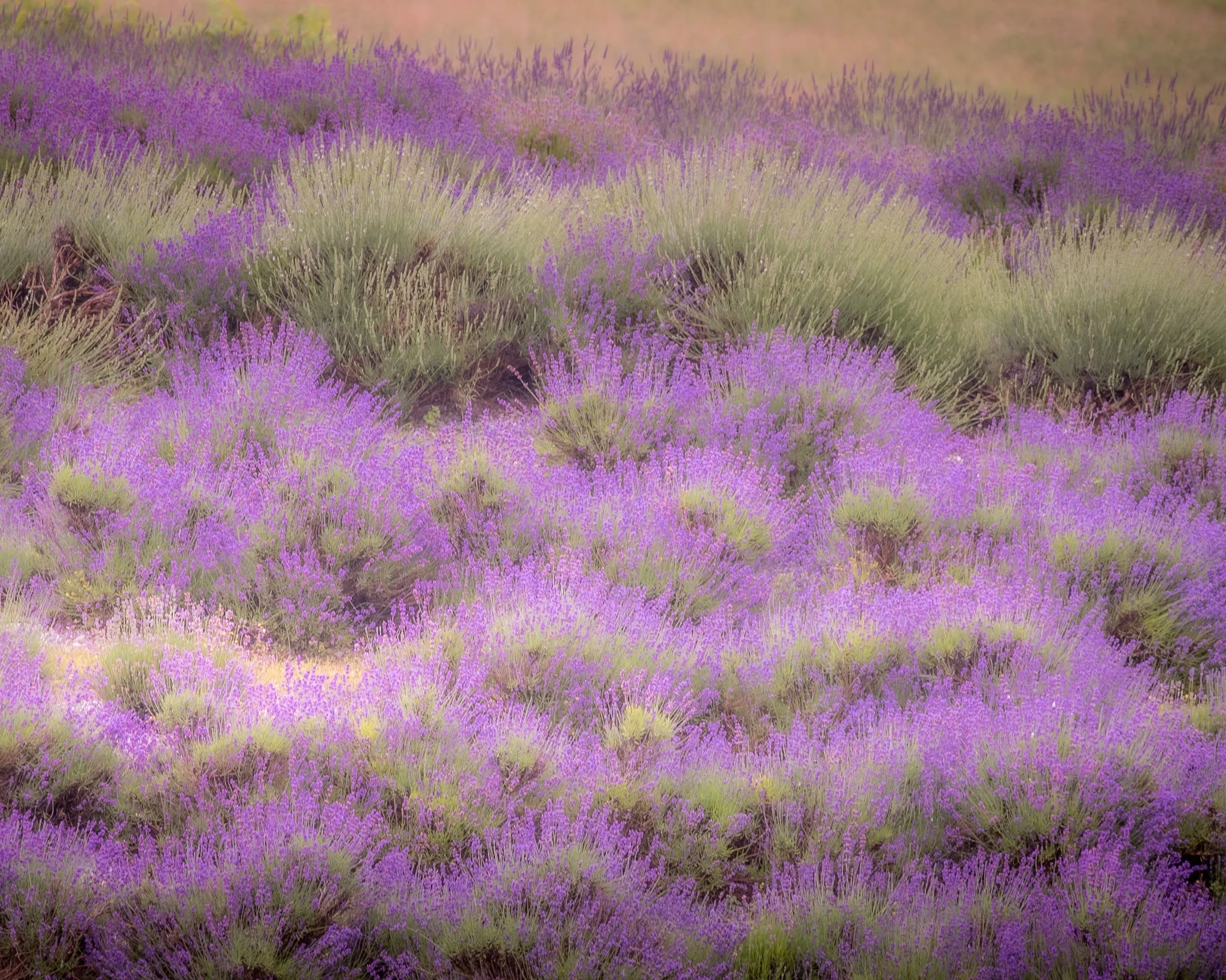 Lavender Drift