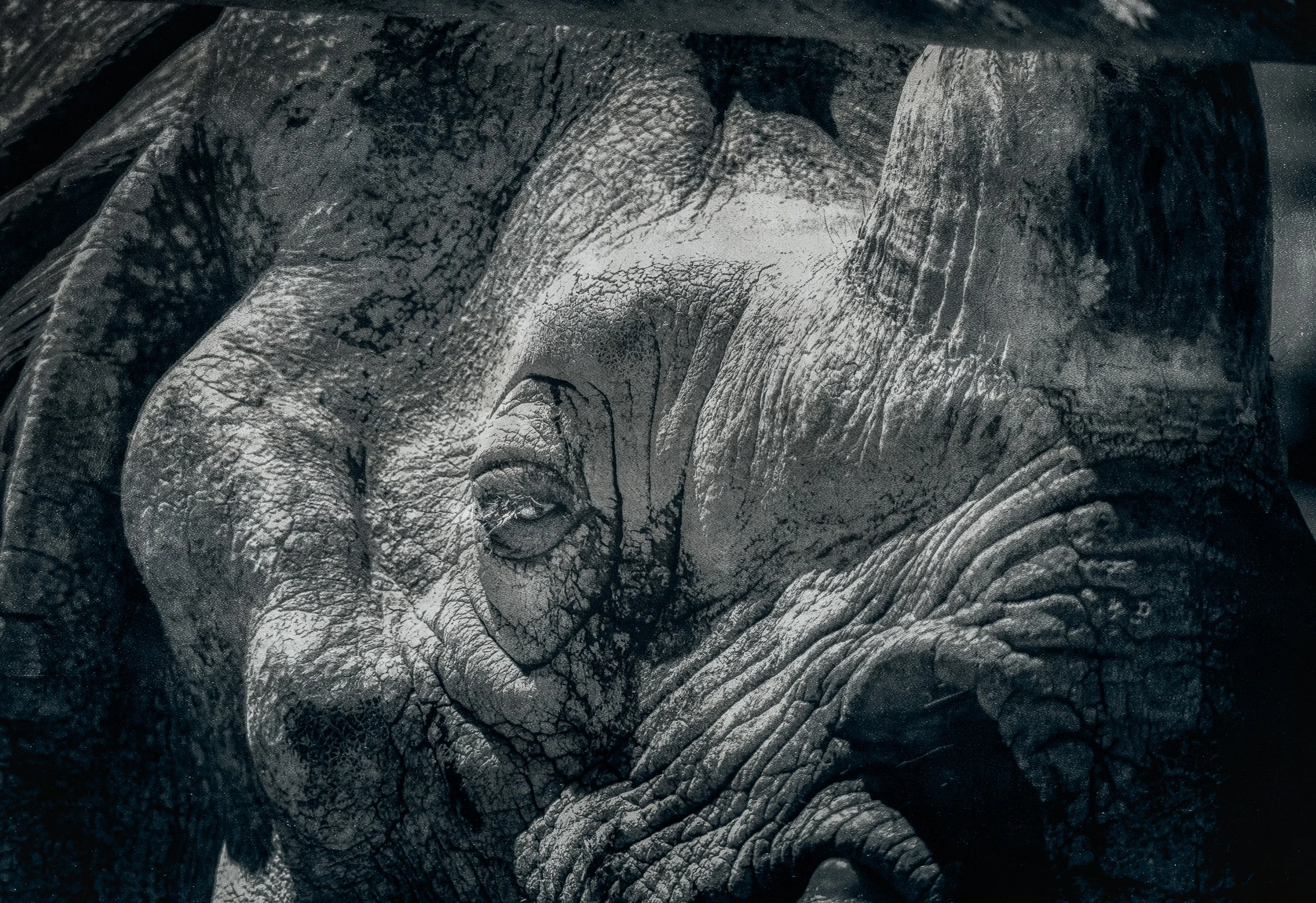 Extreme close-up black and white photograph of a rhinoceros's textured hide and eye, showing deep wrinkles, ridges, and folds in high detail.