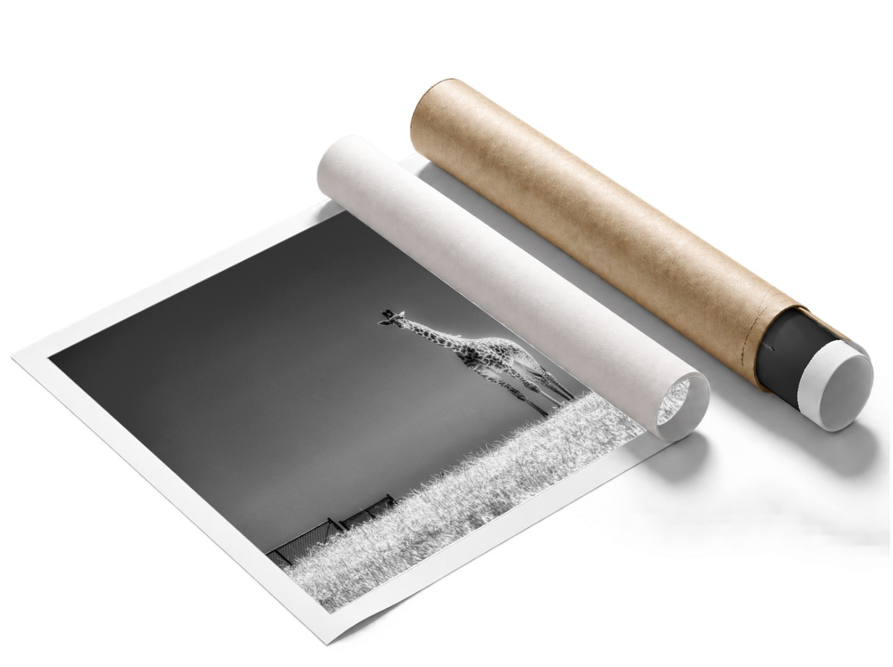 Rolled Paper print with or without border