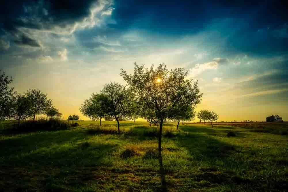 Golden Hour Symphony