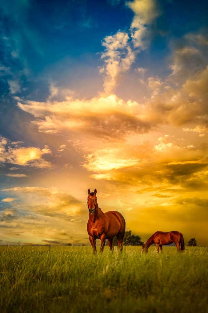 DWI-3241-0623-173-We Call Him Ernie- A Montana Ranch Tale.jpg