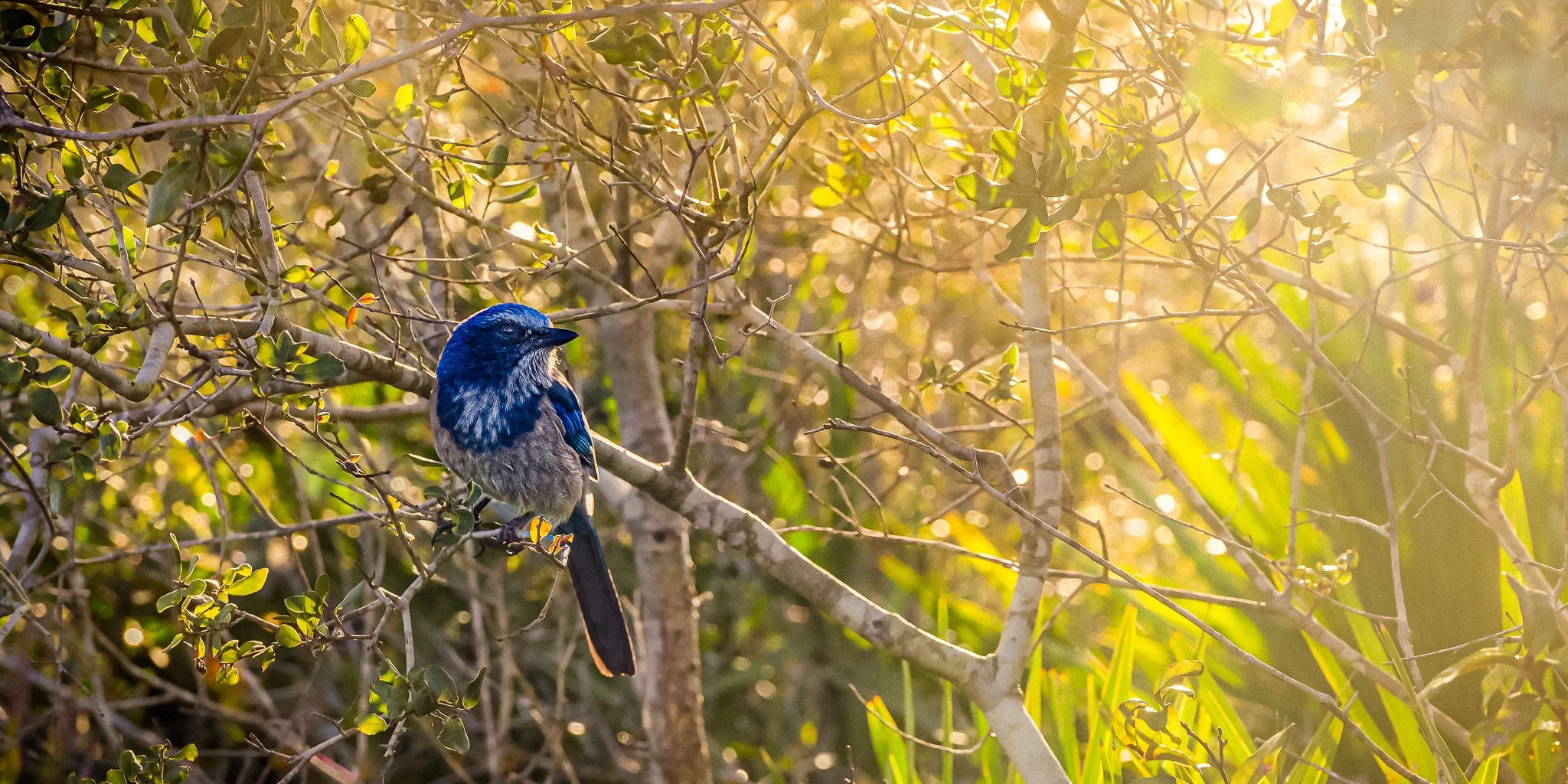 Bluebird Serendipity