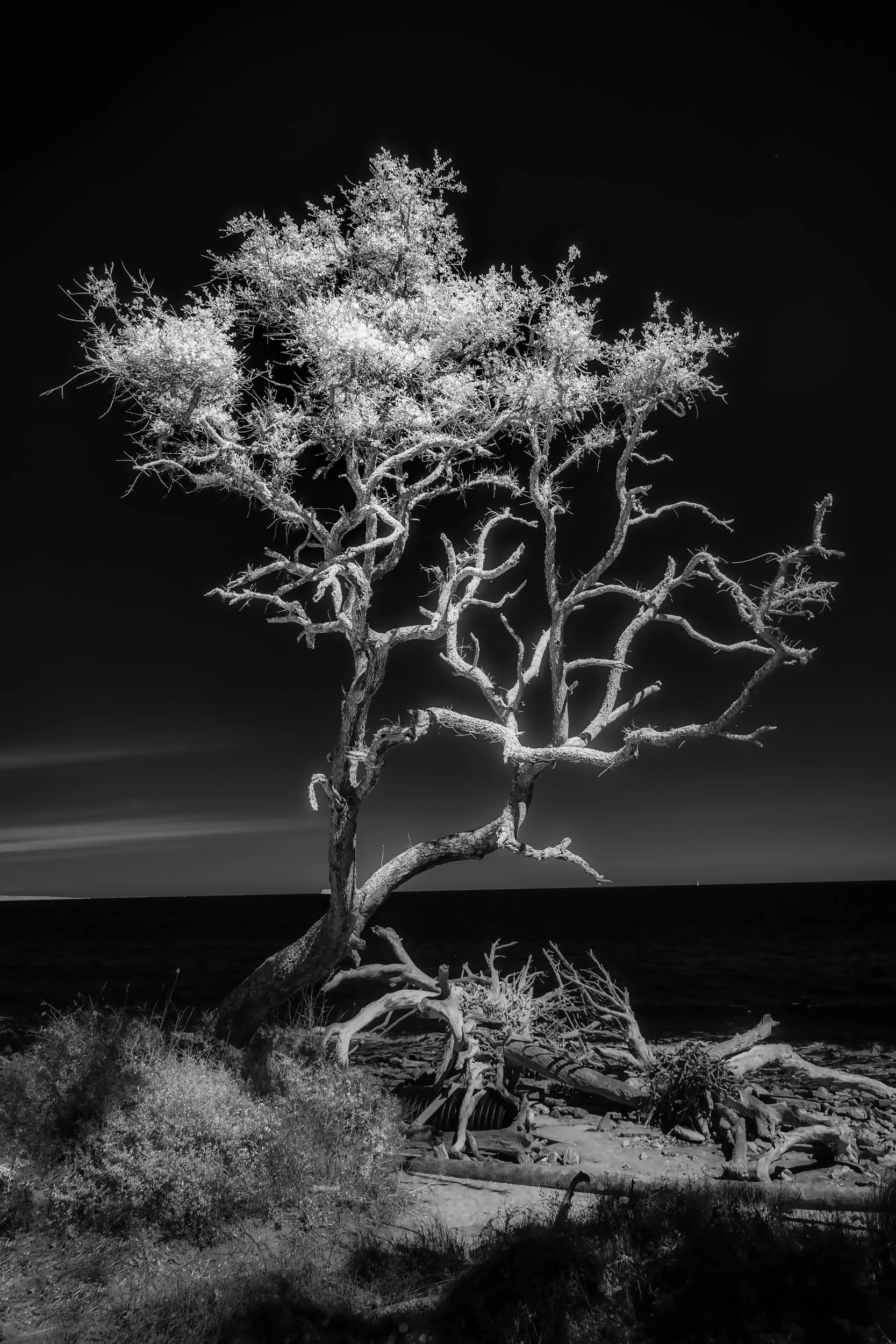 Bonsai — A gnarled tree on Driftwood Beach carries the sculpted, wind-bent look of an overgrown bonsai.