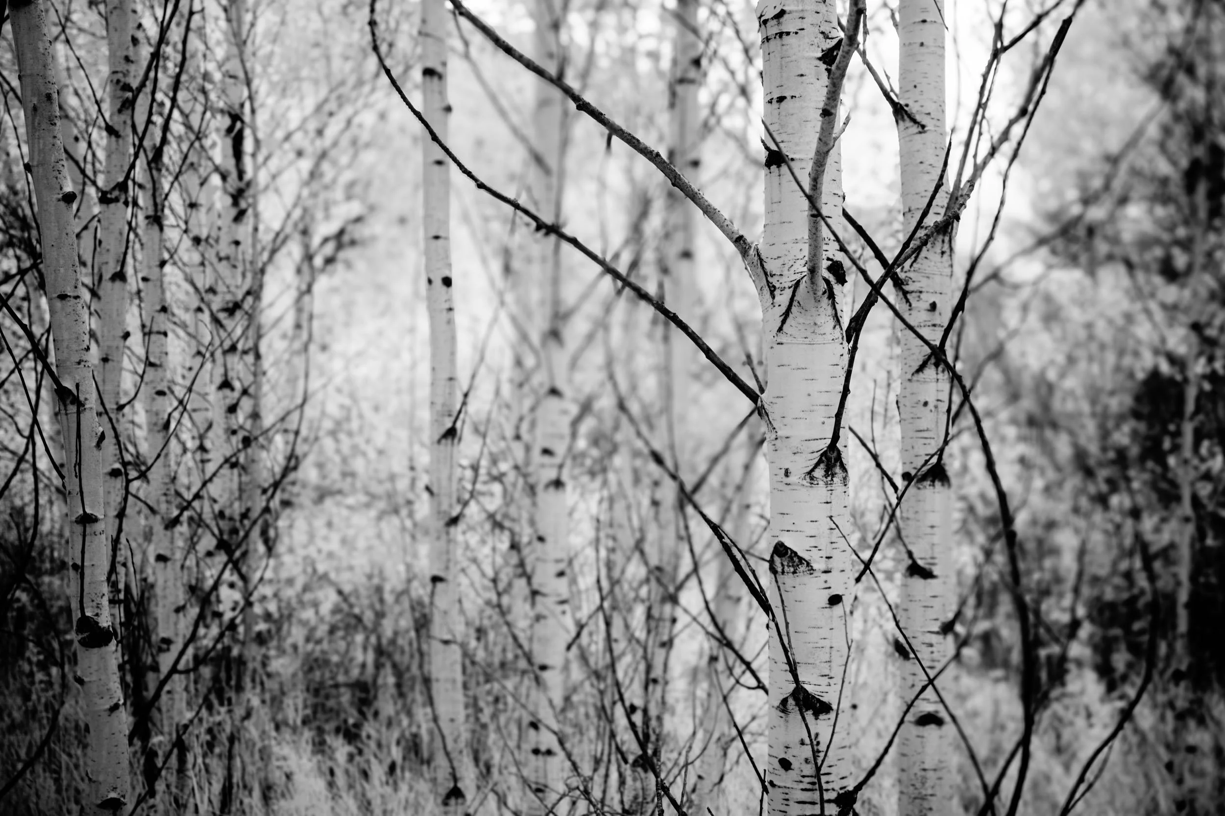 Contrasts in Woodland Quiet — Pale birch trunks, marked by dark horizontal lines, stand sharp against a softly blurred forest background.