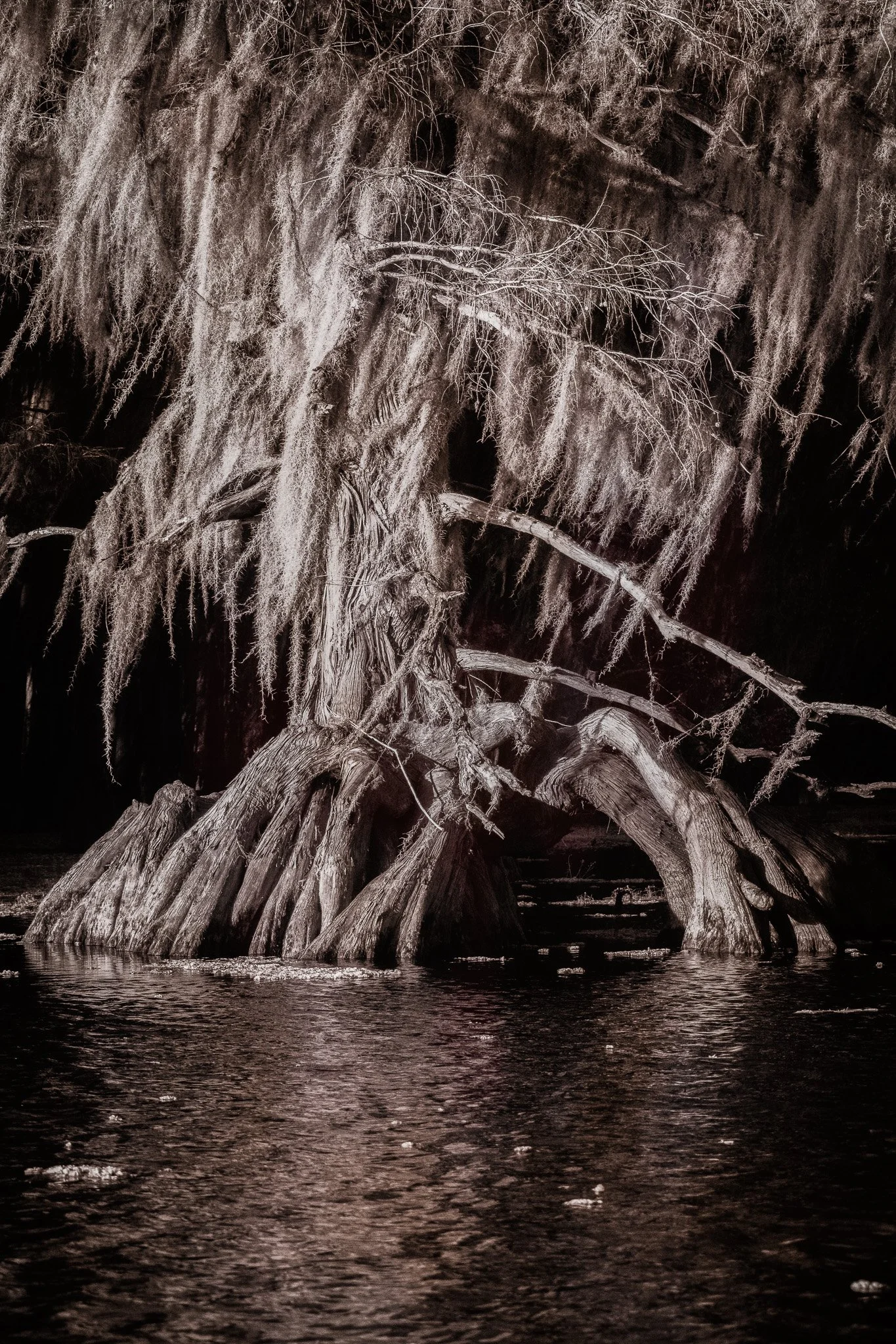 Black and white photograph of a majestic cypress tree draped in Spanish moss standing in the still waters of Caddo Lake, Texas
