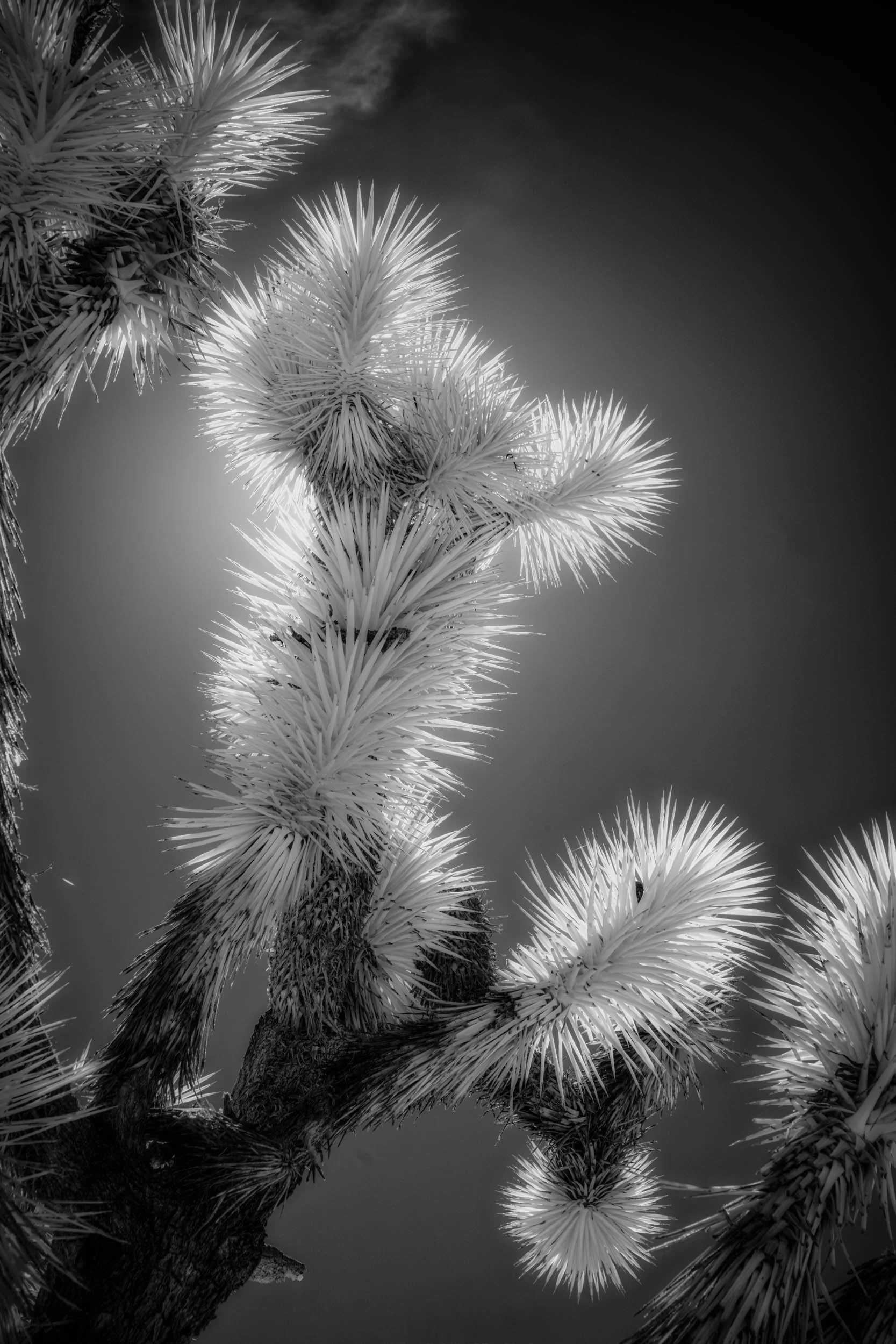 Infrared black and white photograph of a backlit Joshua Tree in Joshua Tree National Park, its spiky foliage glowing against a dark sky.